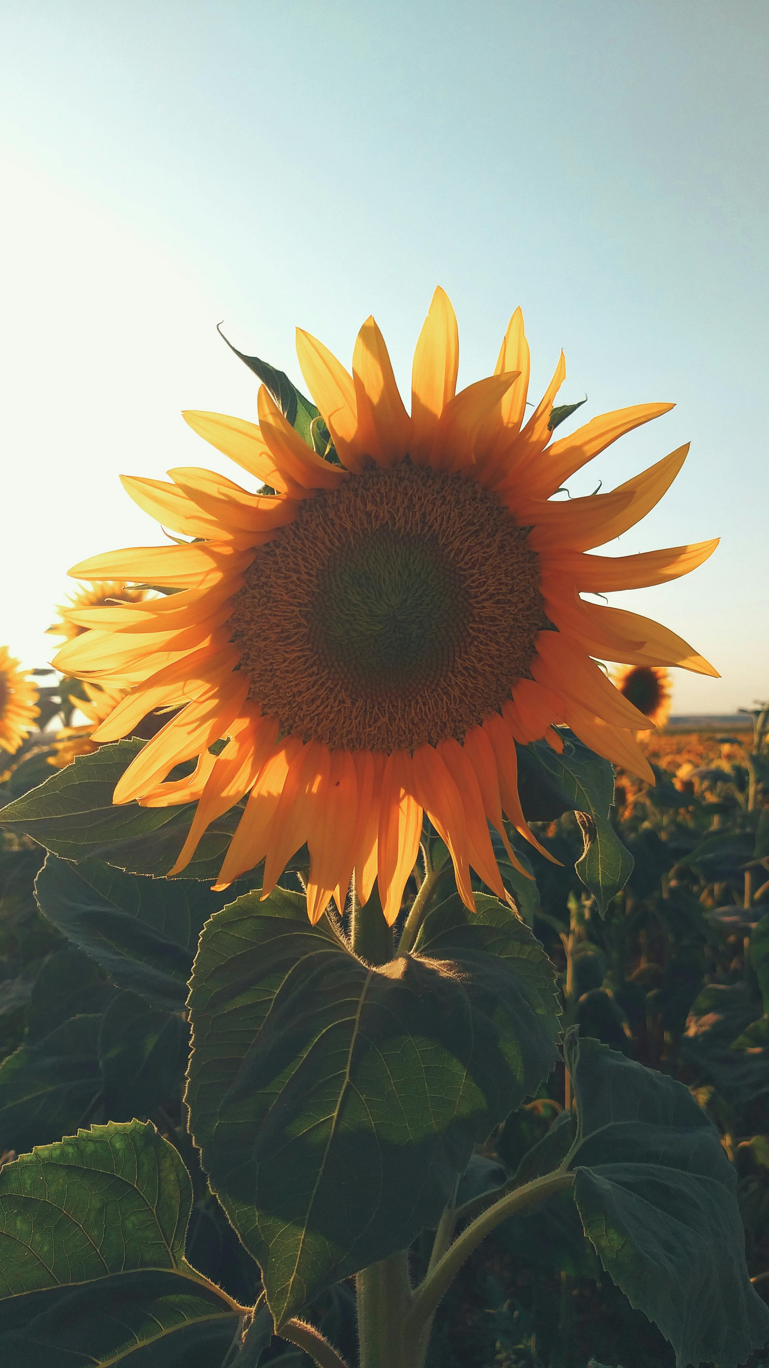 Backlit Sunflower in Sunflower Field