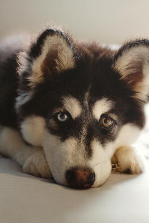 Husky With Different Colored Eyes