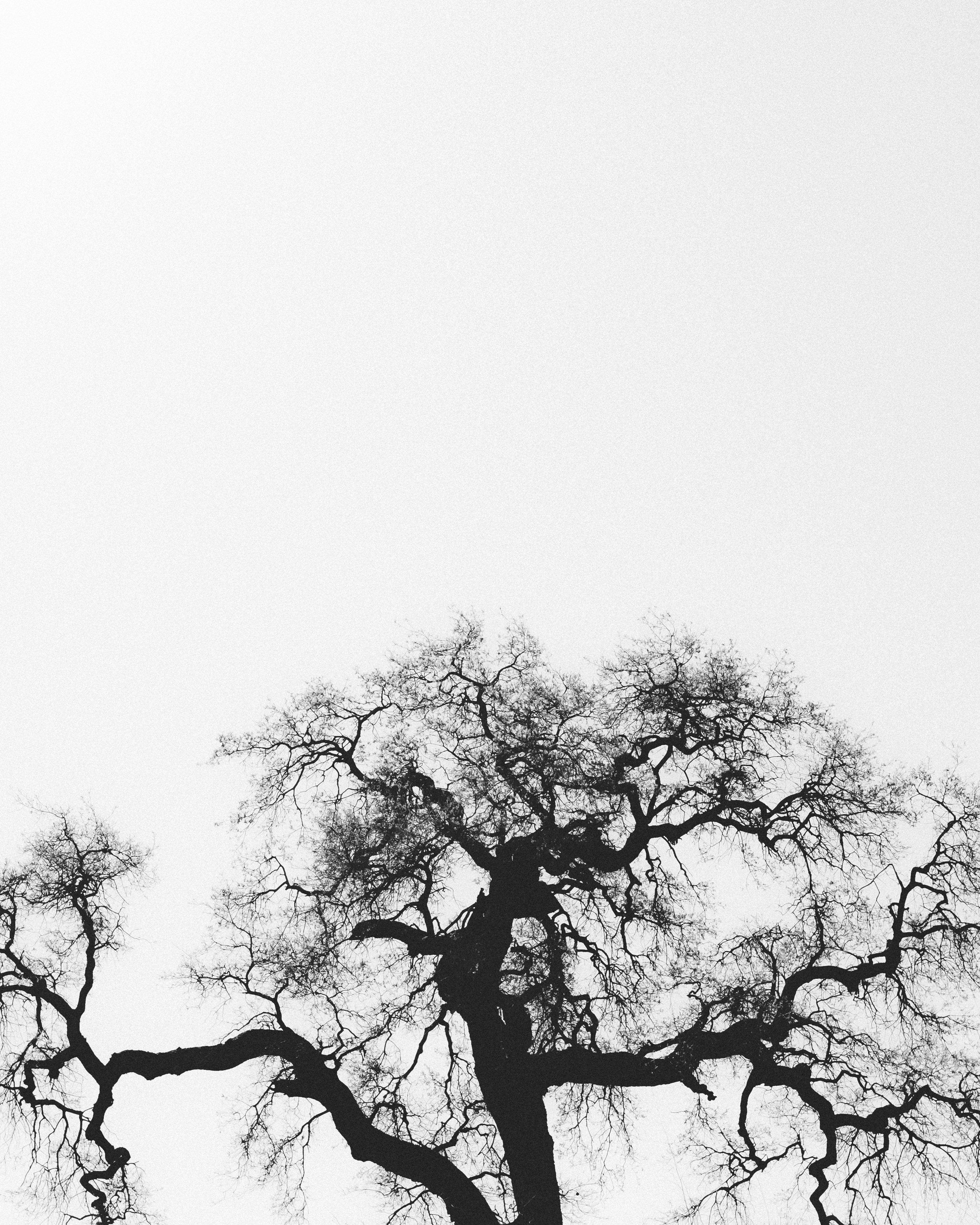 Bare Tree Silhouette in Black and White