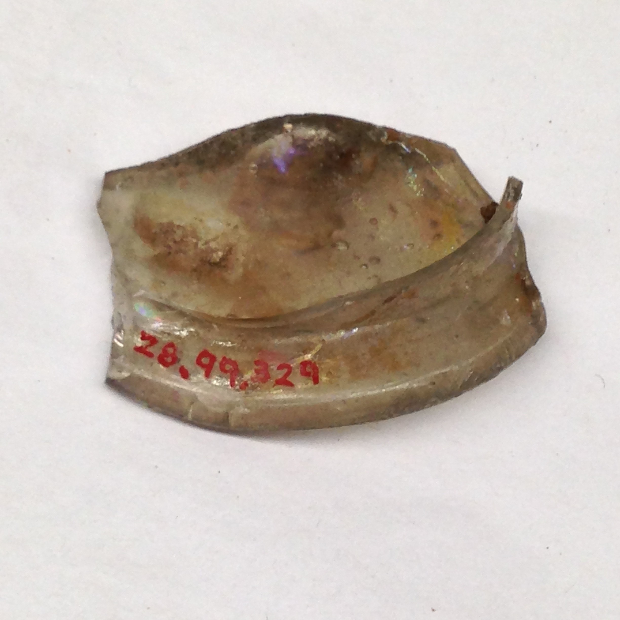 Museum Cataloged Glass Fragment