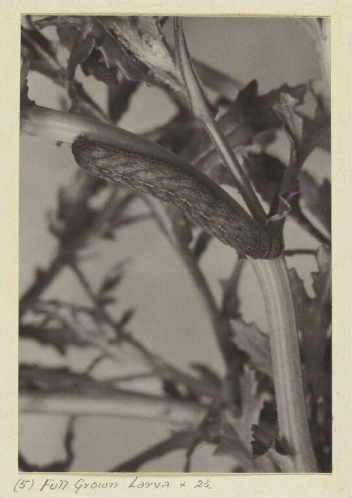 Full Grown Larva on Plant Stem