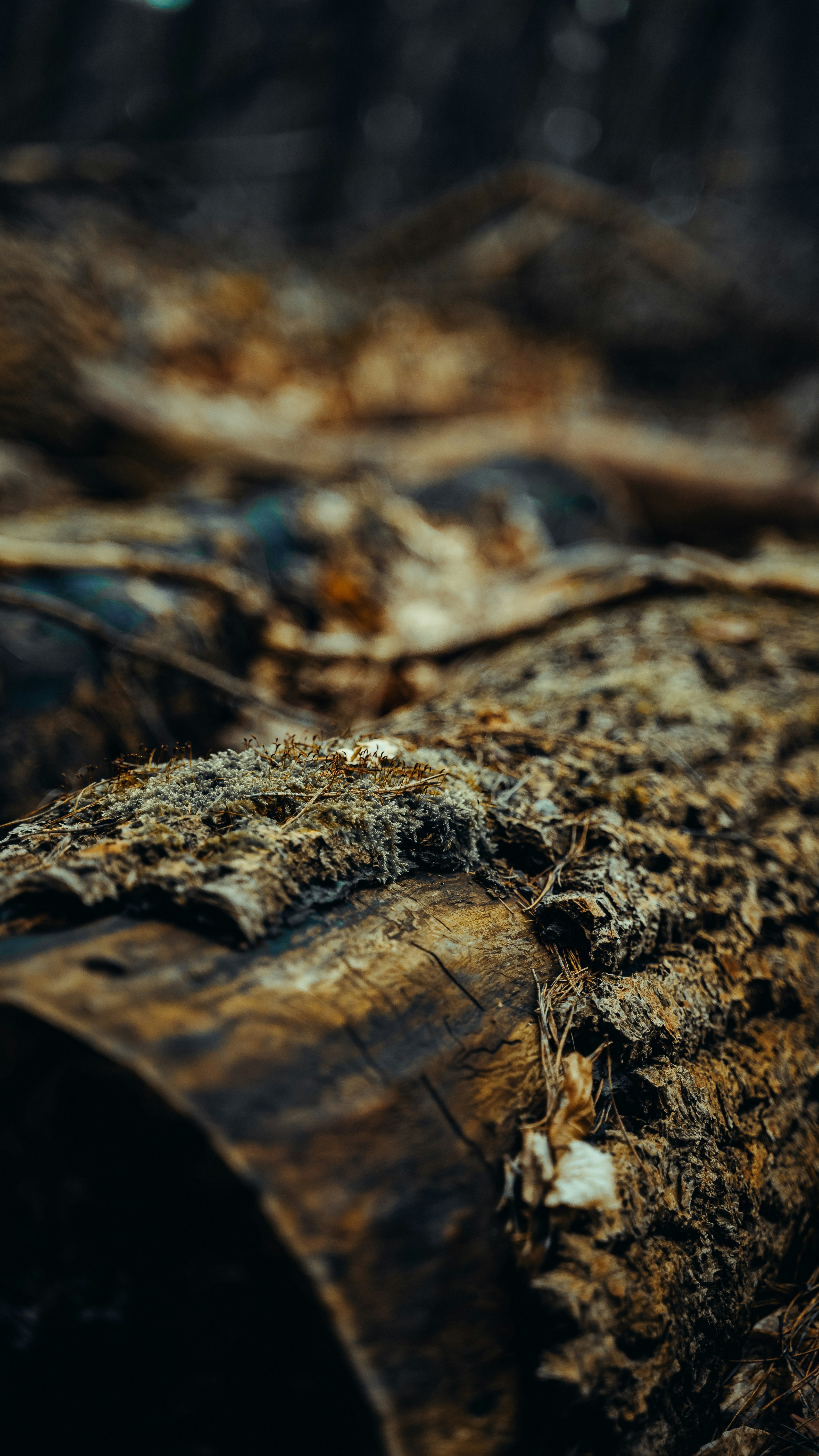 Moss Covered Fallen Log in Forest