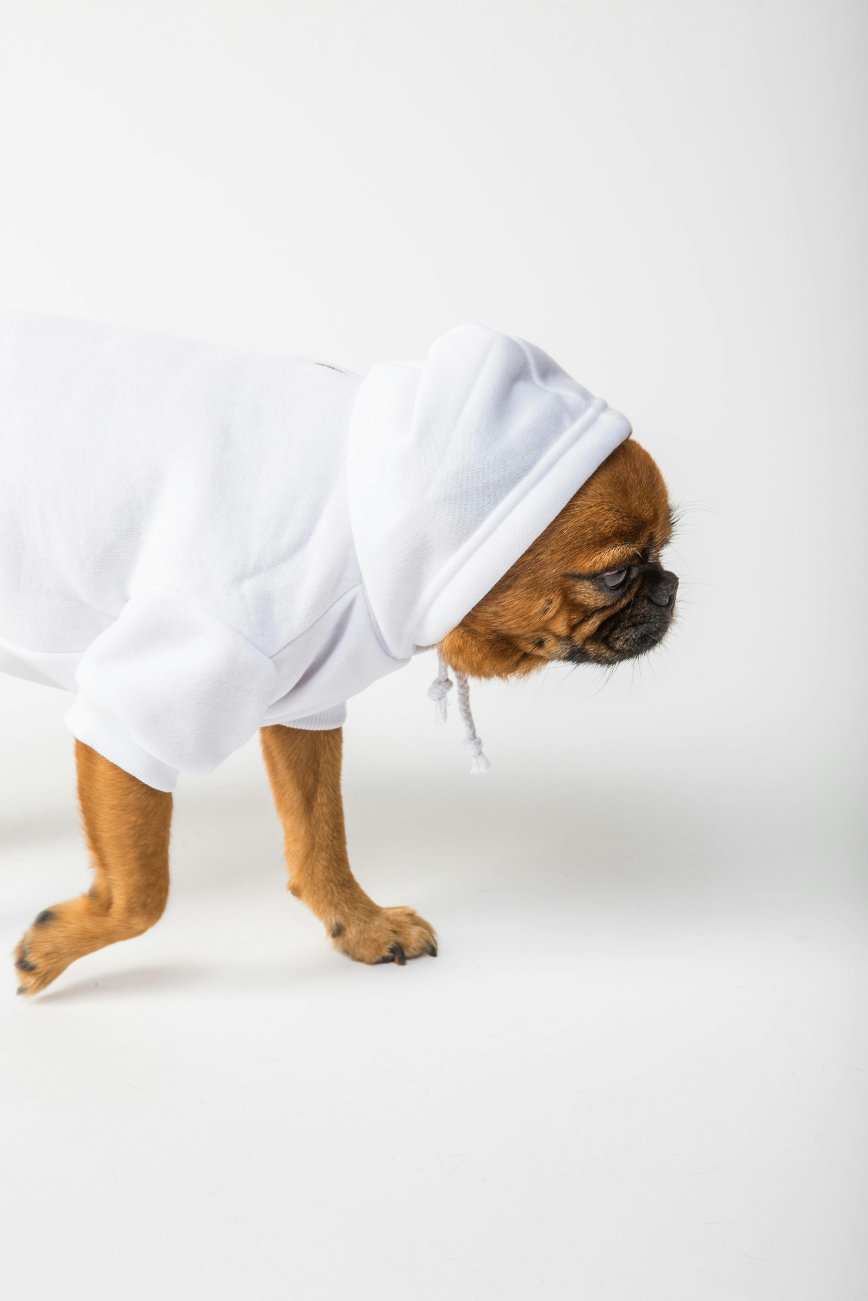 Brown Dog Wearing White Hoodie