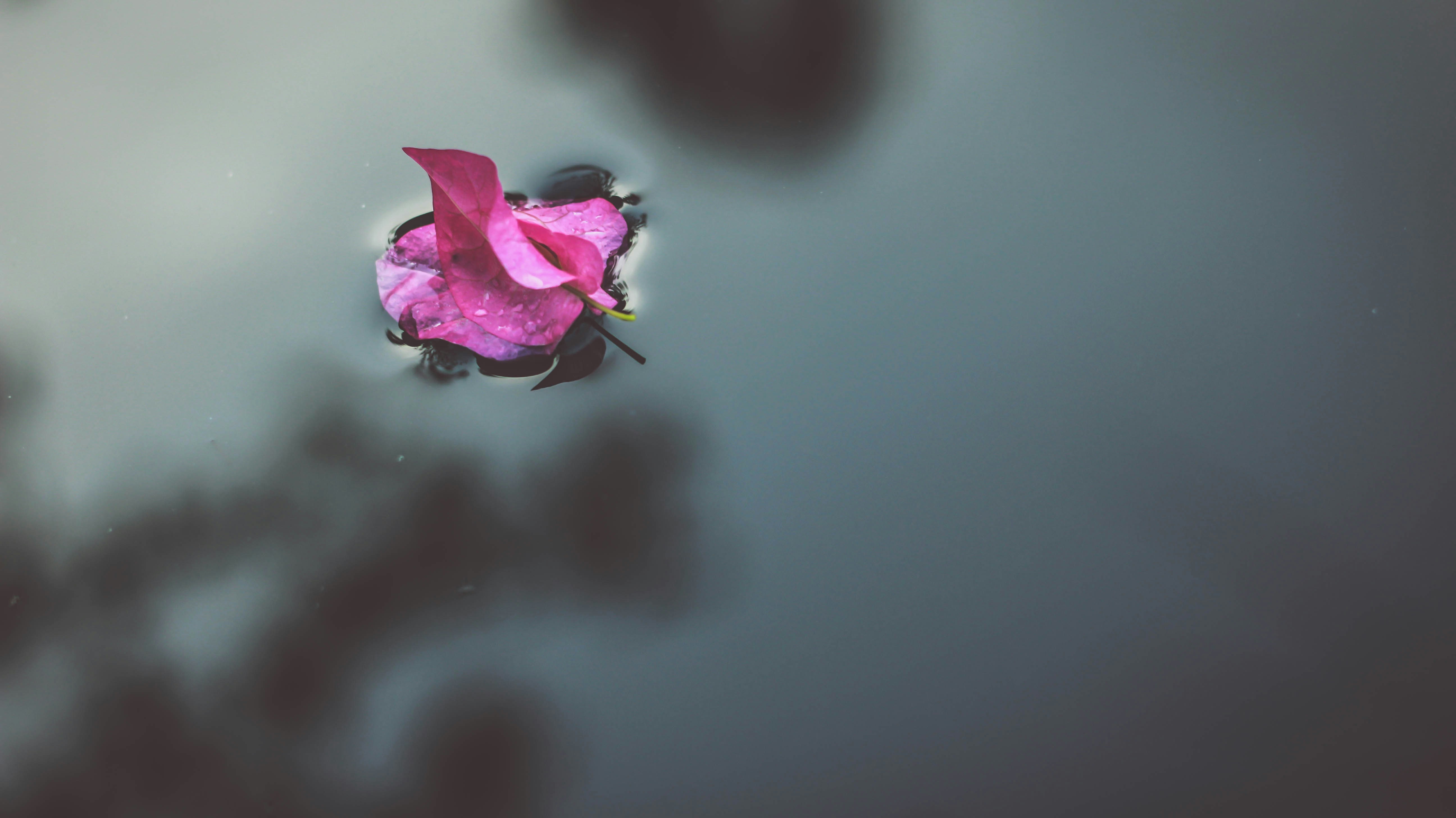 Pink Petal Floating on Water