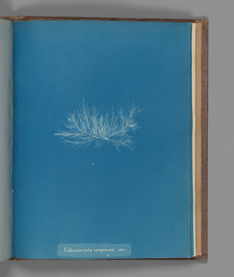 Cyanotype of Enteromorpha Compressa