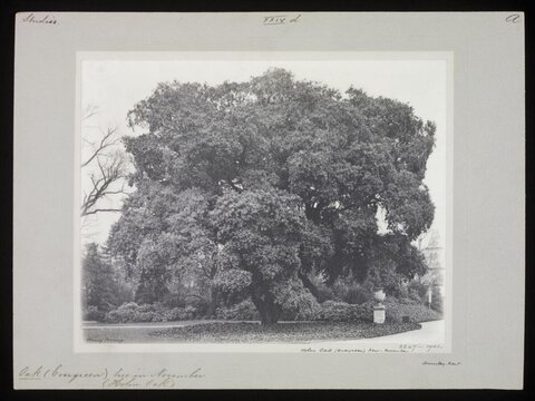 Vintage Photo of Evergreen Holm Oak