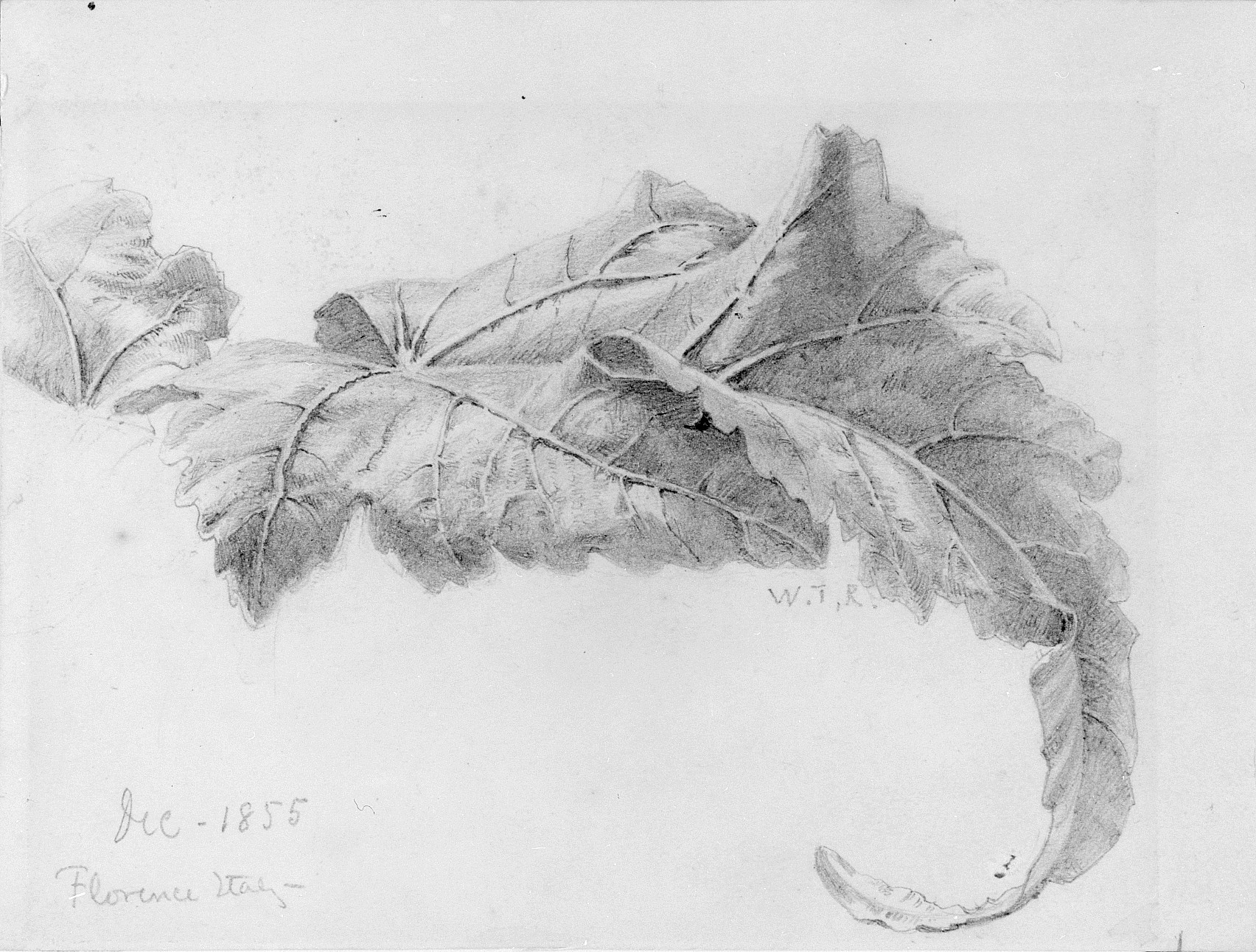 1855 Pencil Sketch of a Large Leaf