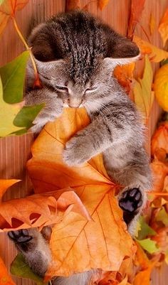 Image 70580 — Pets