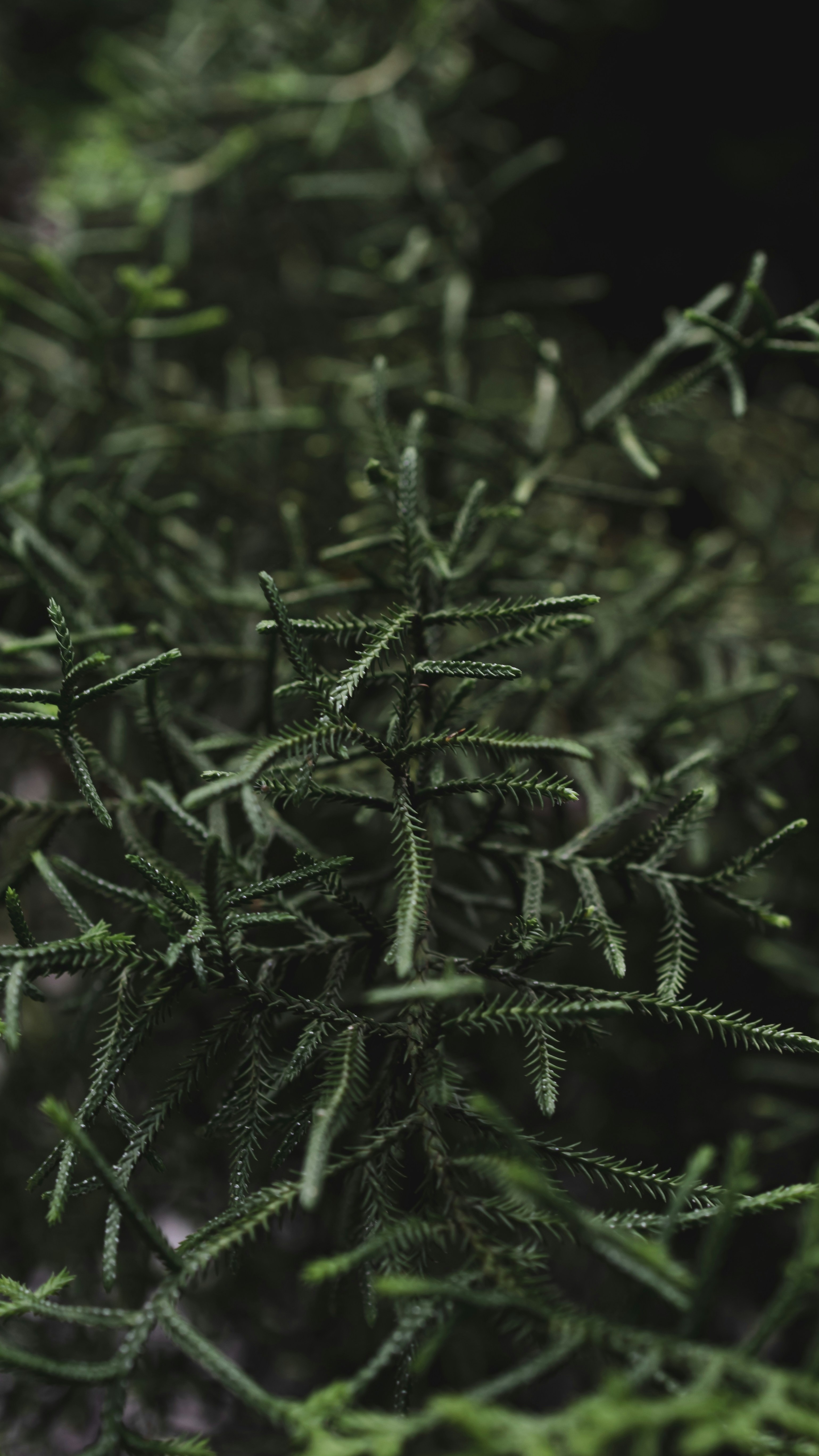 Close-up of Conifer Tree Branches