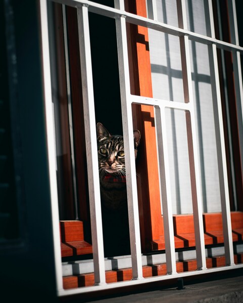Tabby Cat Peeking Through Window Grille
