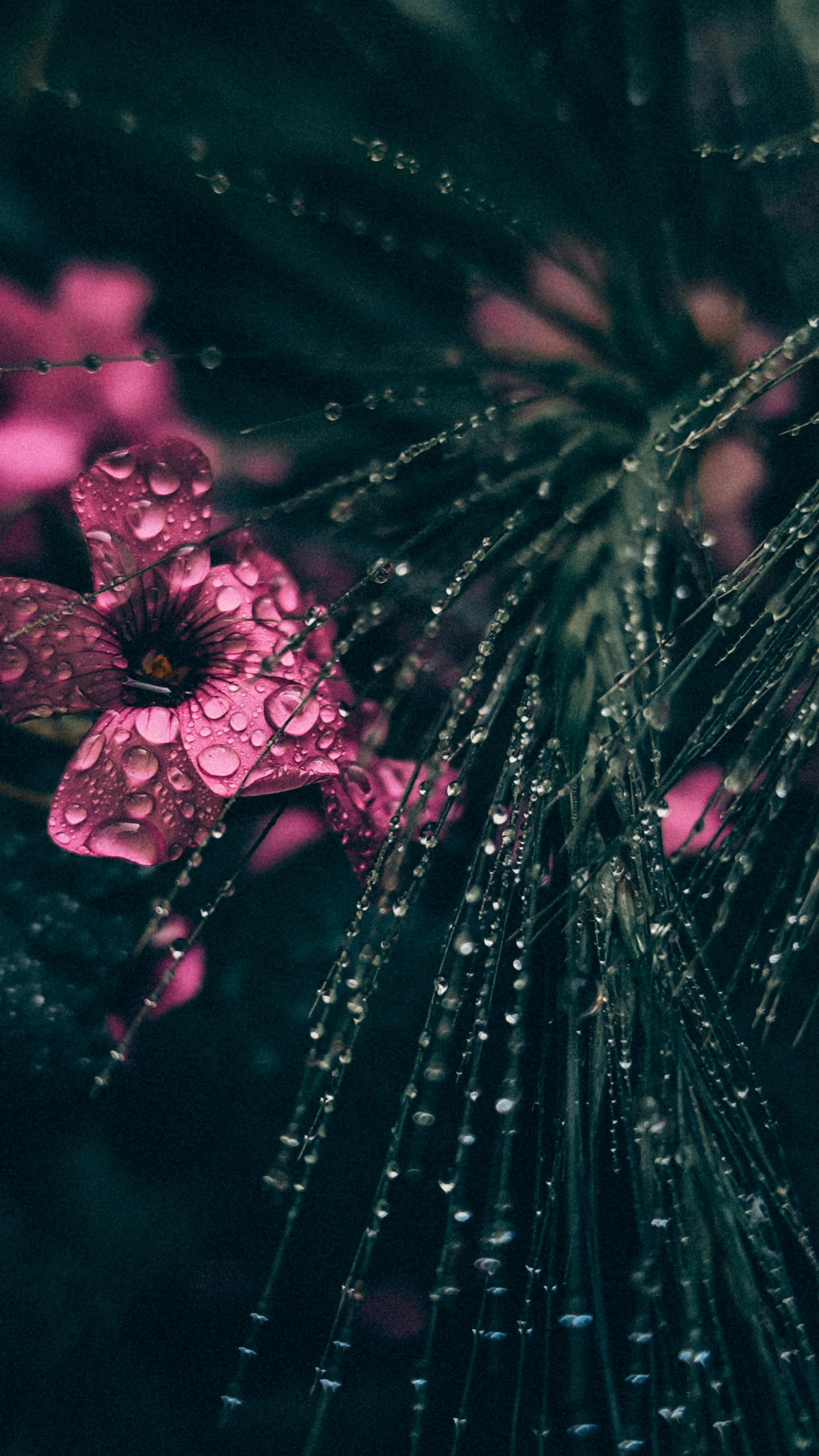 Wallpapers