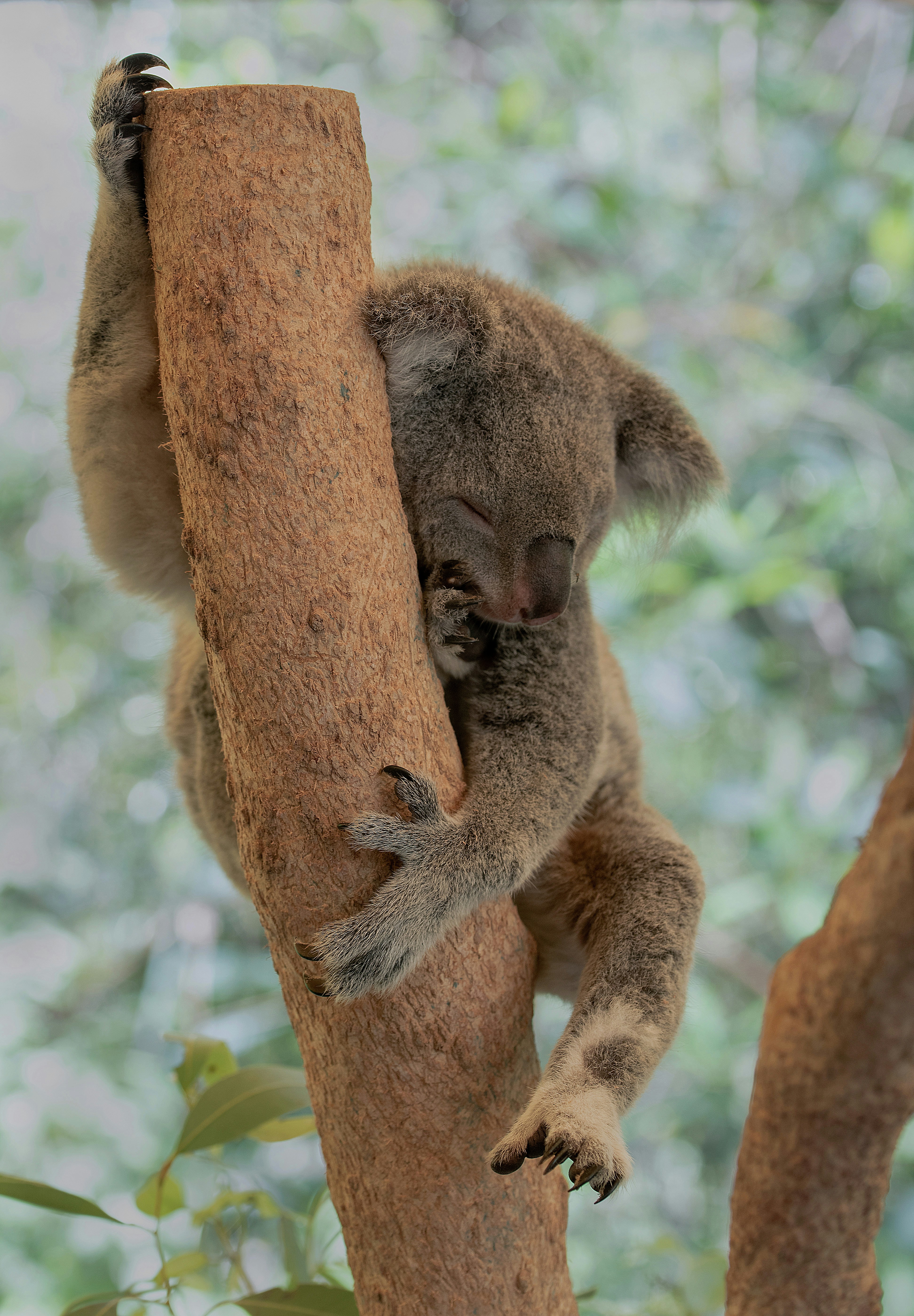 Sleeping Koala on Tree Trunk