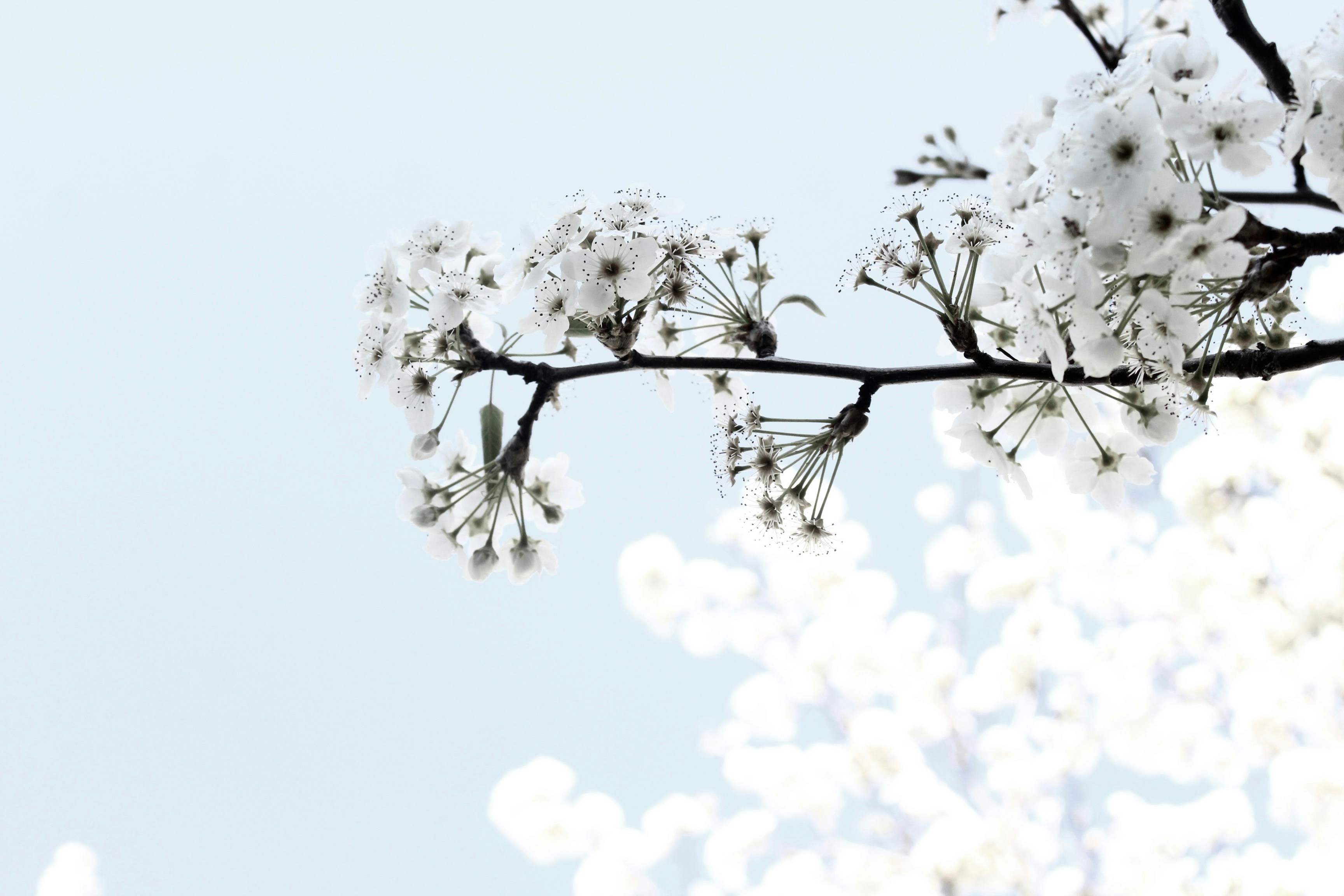 White Spring Blossoms on Branch