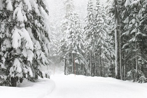 Snow-covered Forest Ski Trail