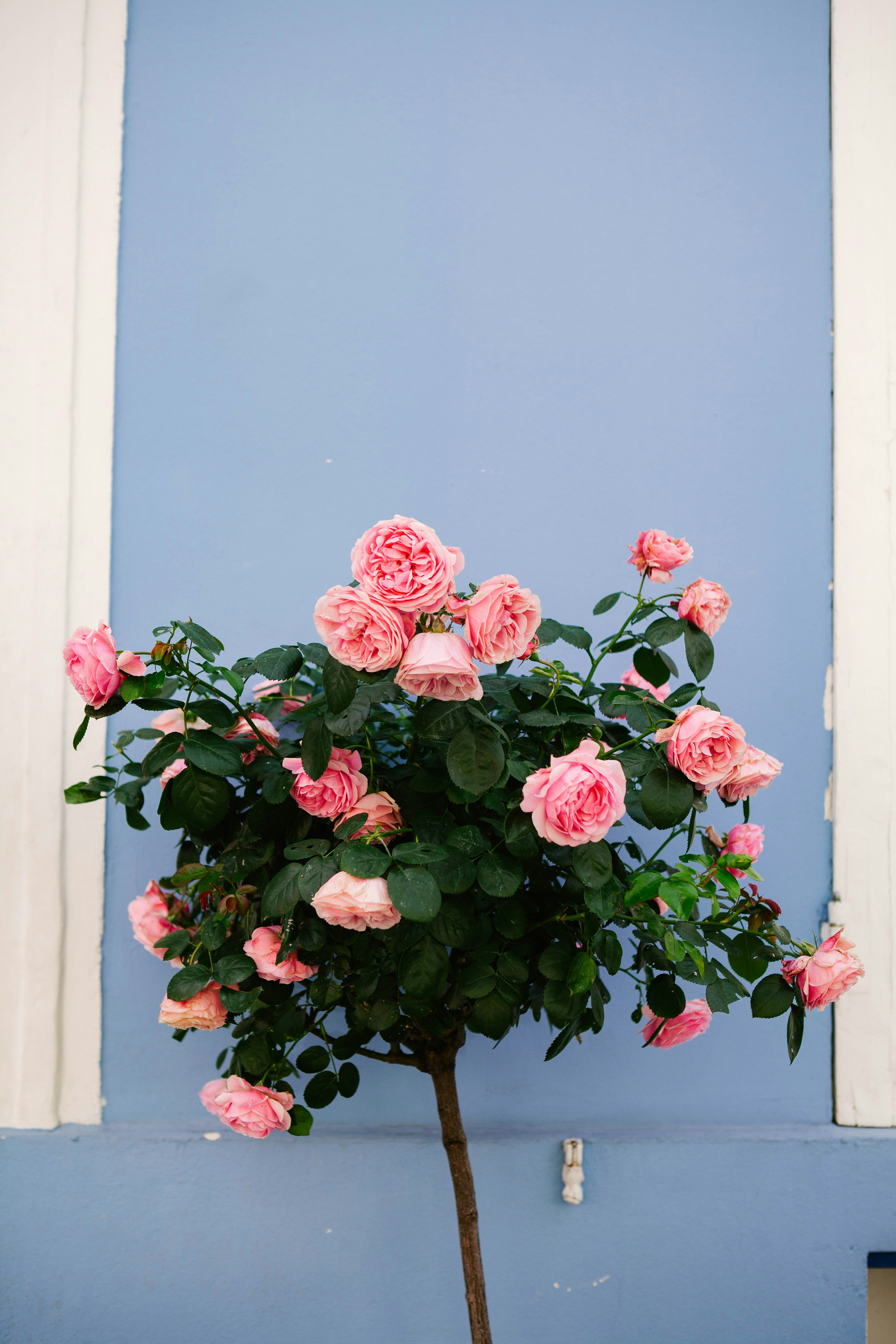 Pink Rose Tree Against Blue Wall