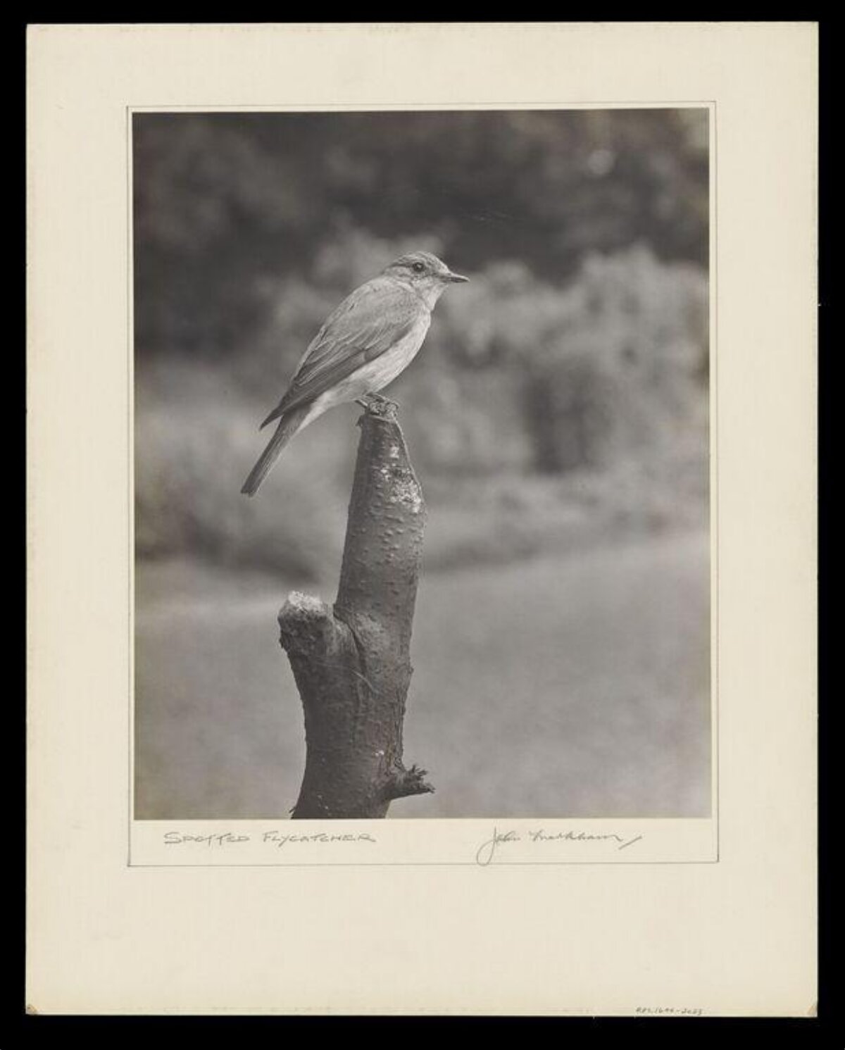 Spotted Flycatcher Perched on Stump