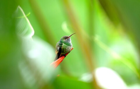 Hummingbird Perched on Red Stem