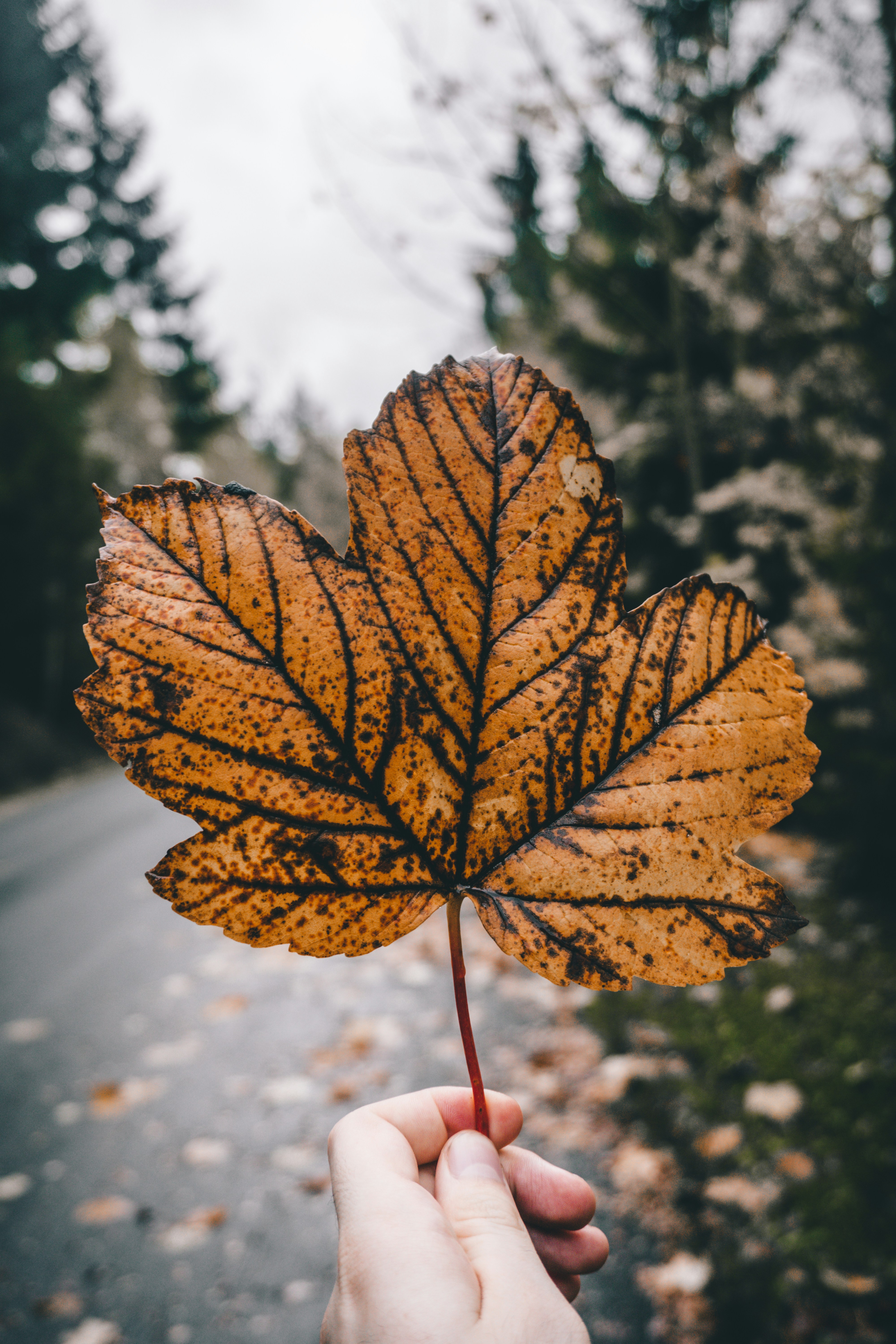 Hand Holding Autumn Maple Leaf