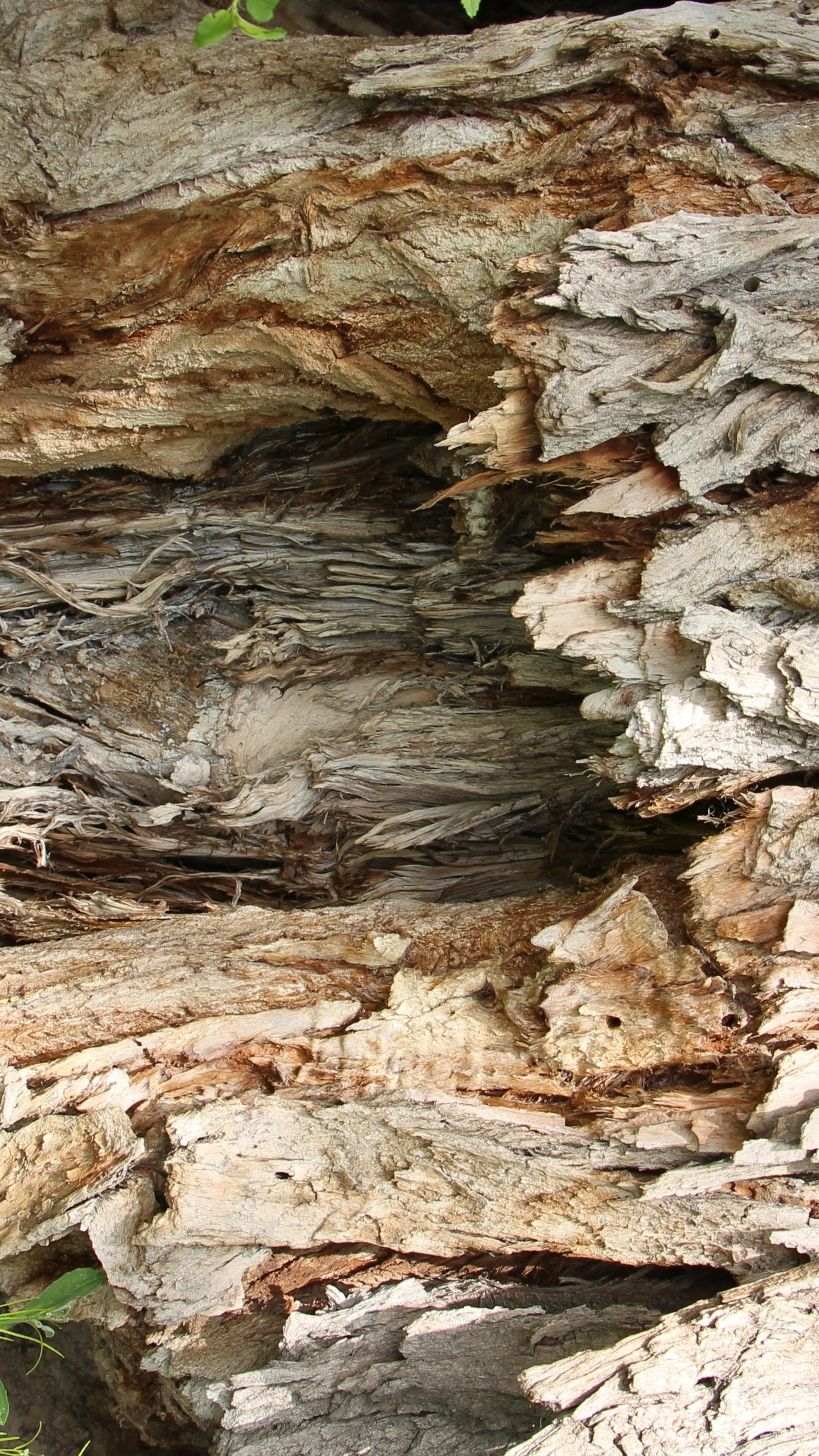 Close Up of Decaying Tree Bark