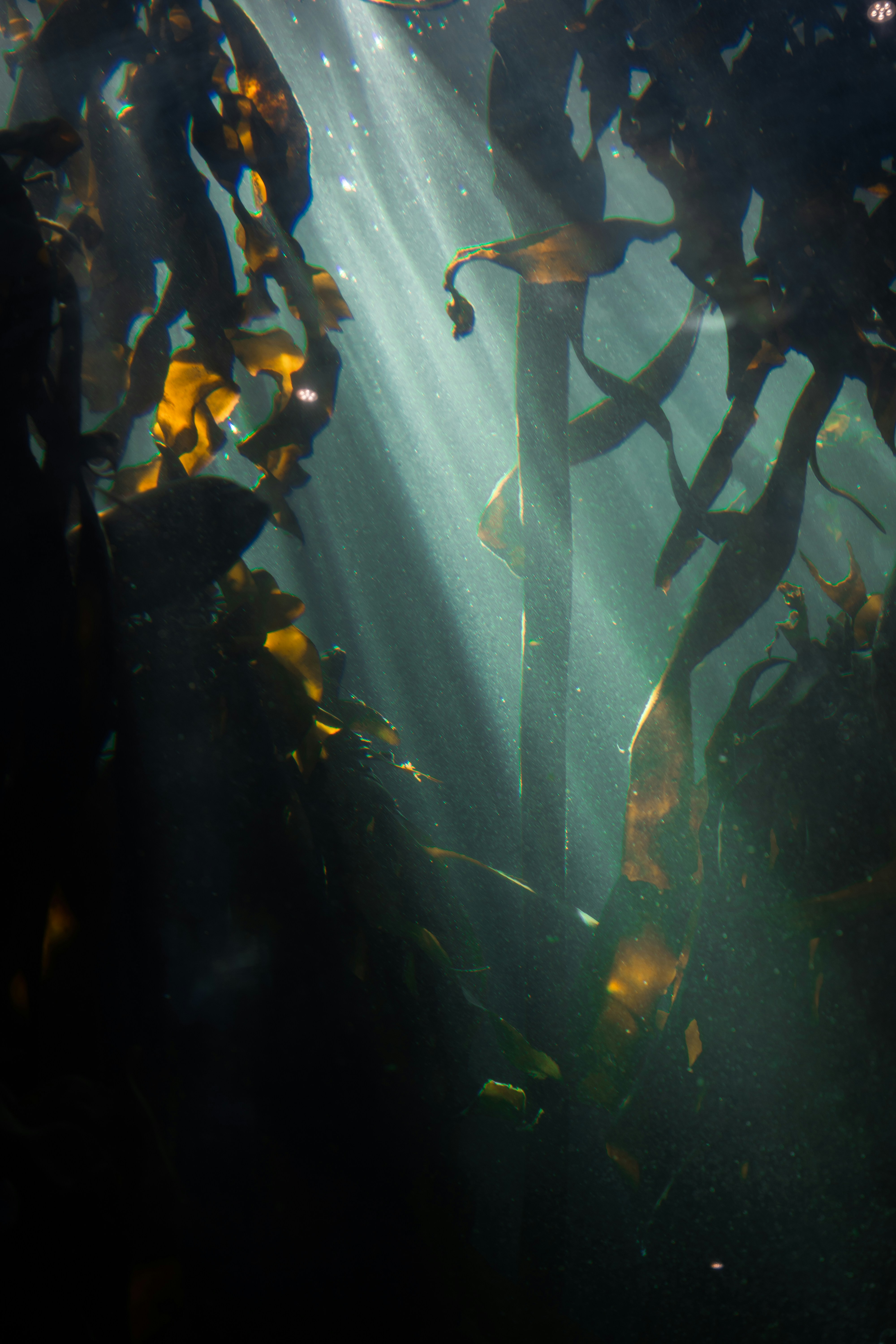 Underwater Giant Kelp Forest