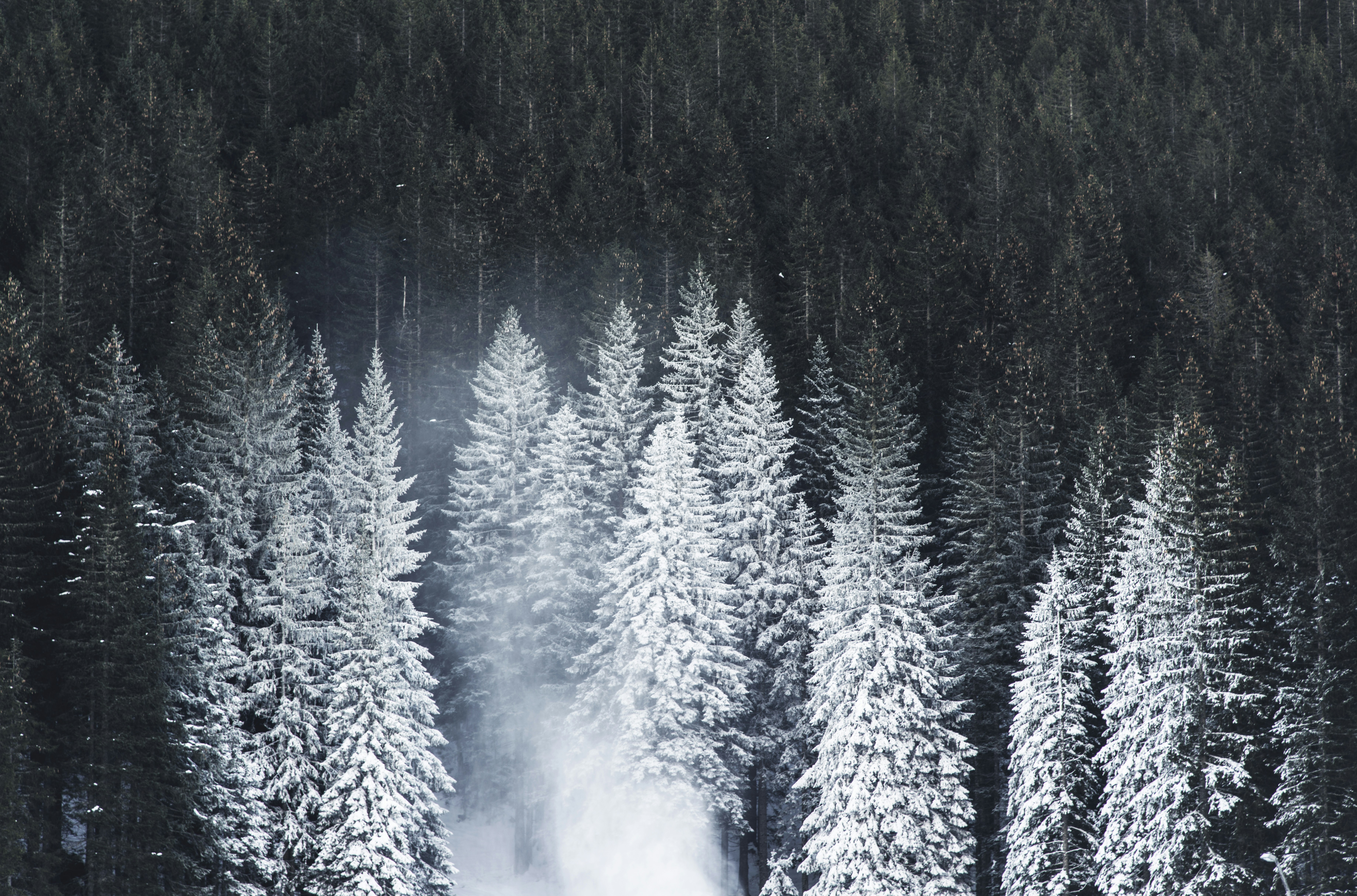 Snow-covered Pine Forest