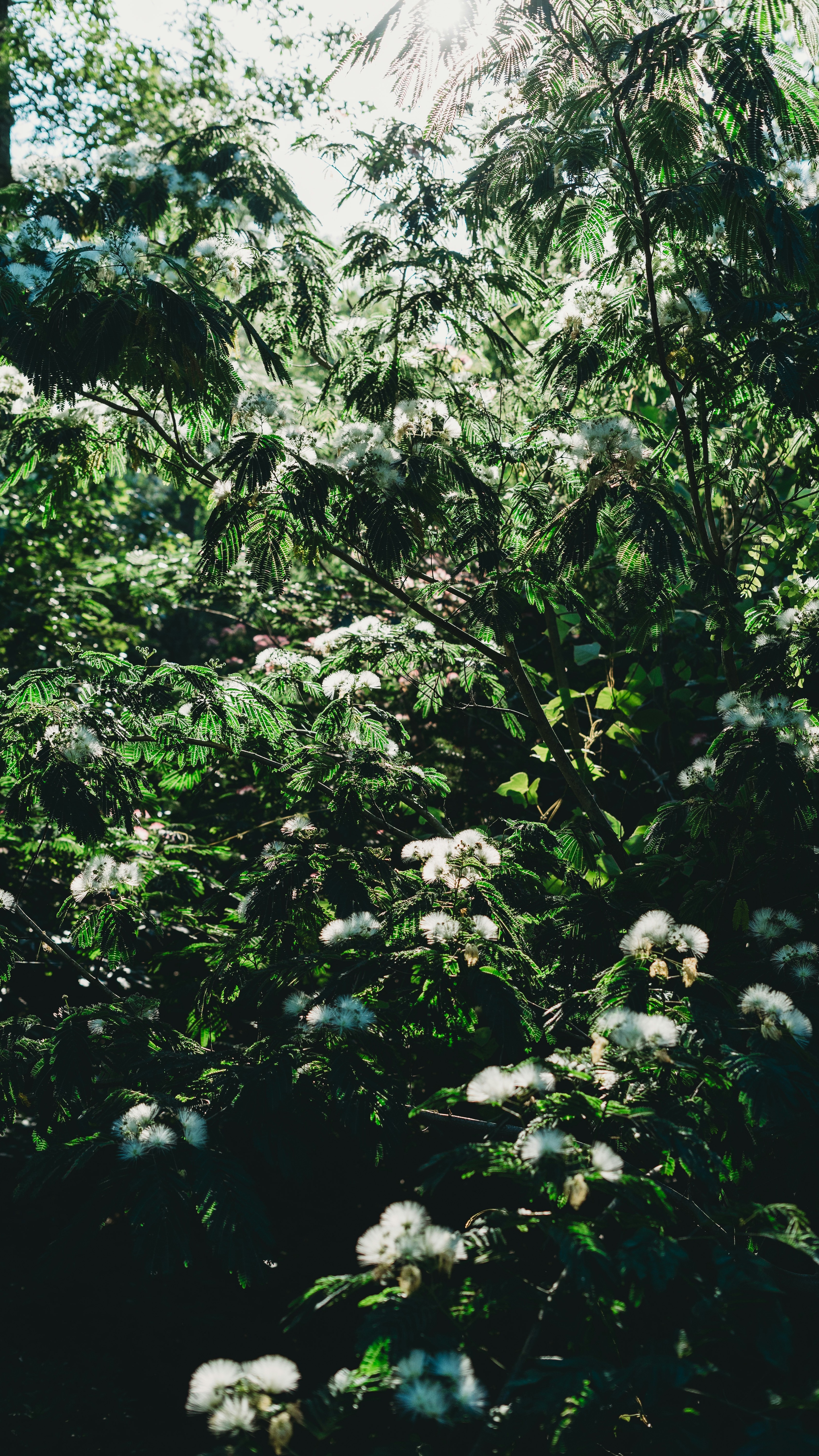 Wallpapers