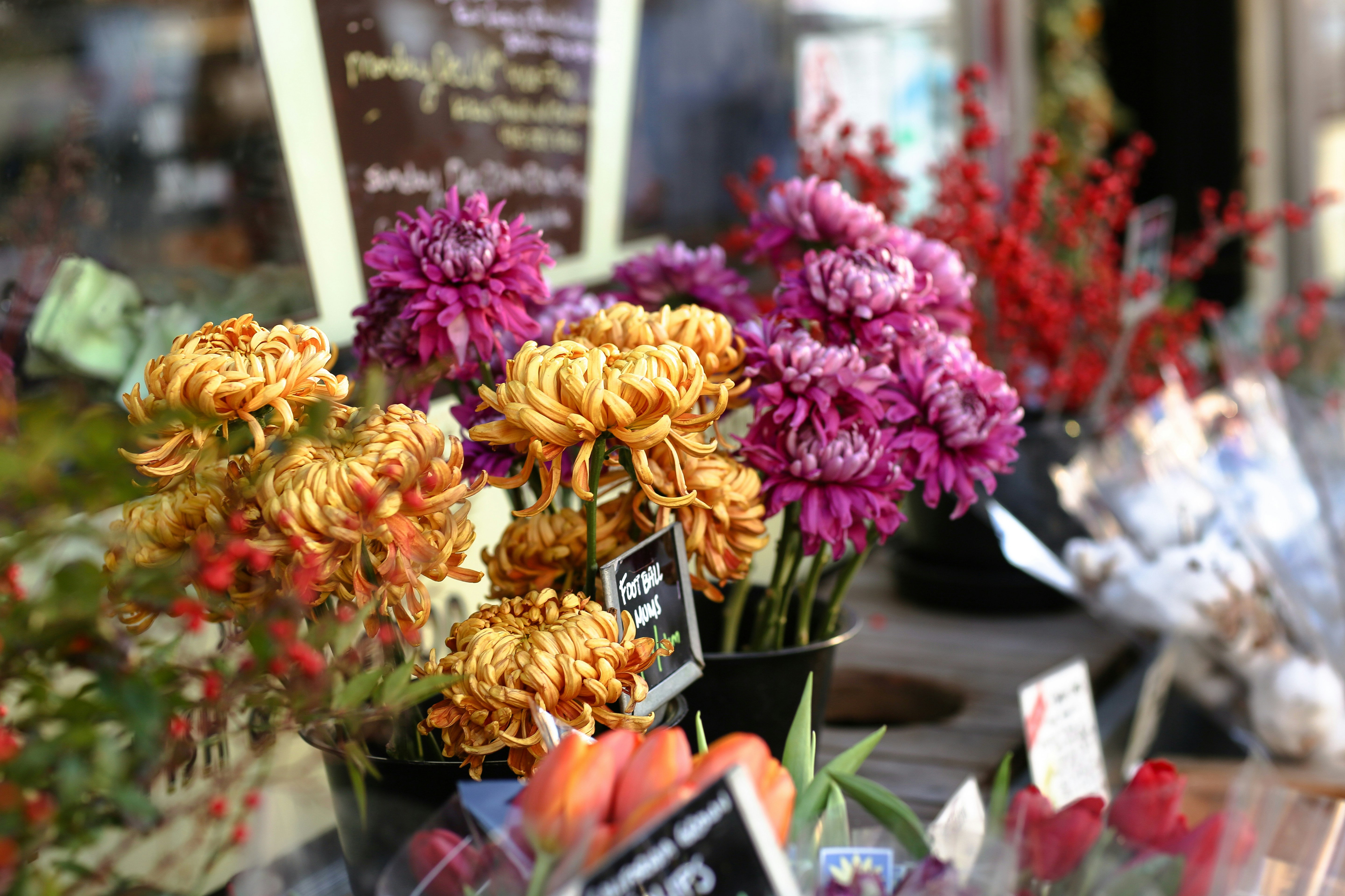 Street Flower Stall Chrysanthemum Display