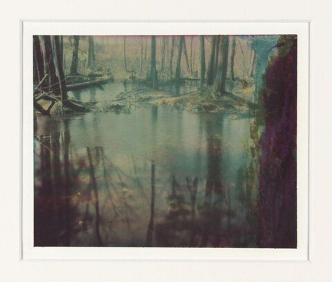 Misty Flooded Forest Swamp