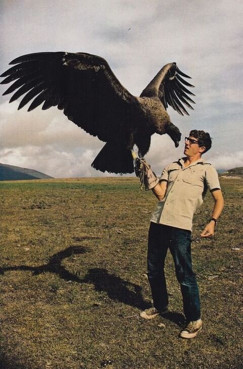 Man Holding Giant Vulture On Open Grassland