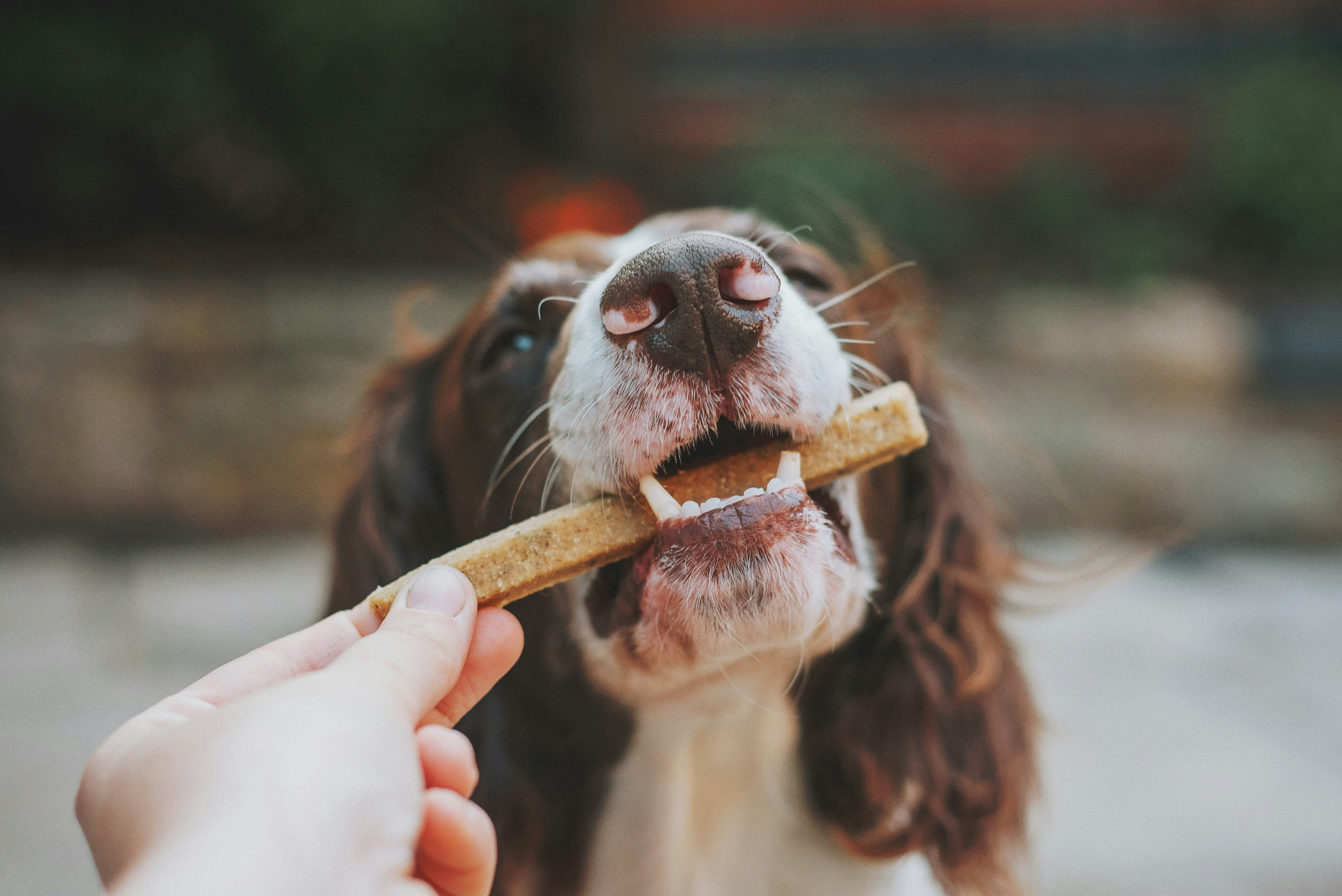 Spaniel Biting Dental Treat From Hand
