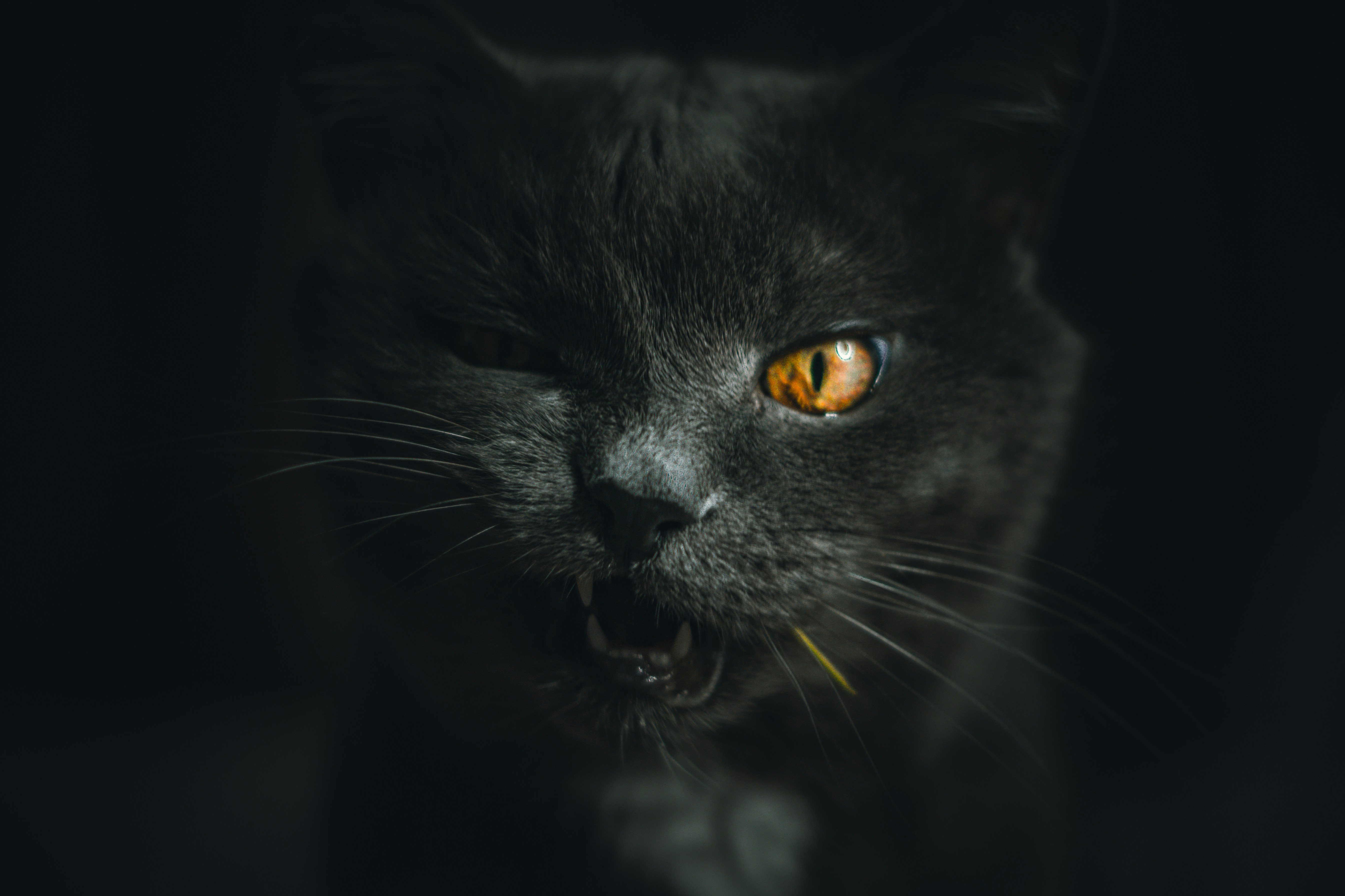 Growling Black Cat Close Up