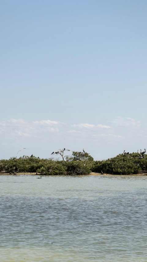 Seabird Colony on Coastal Wetland