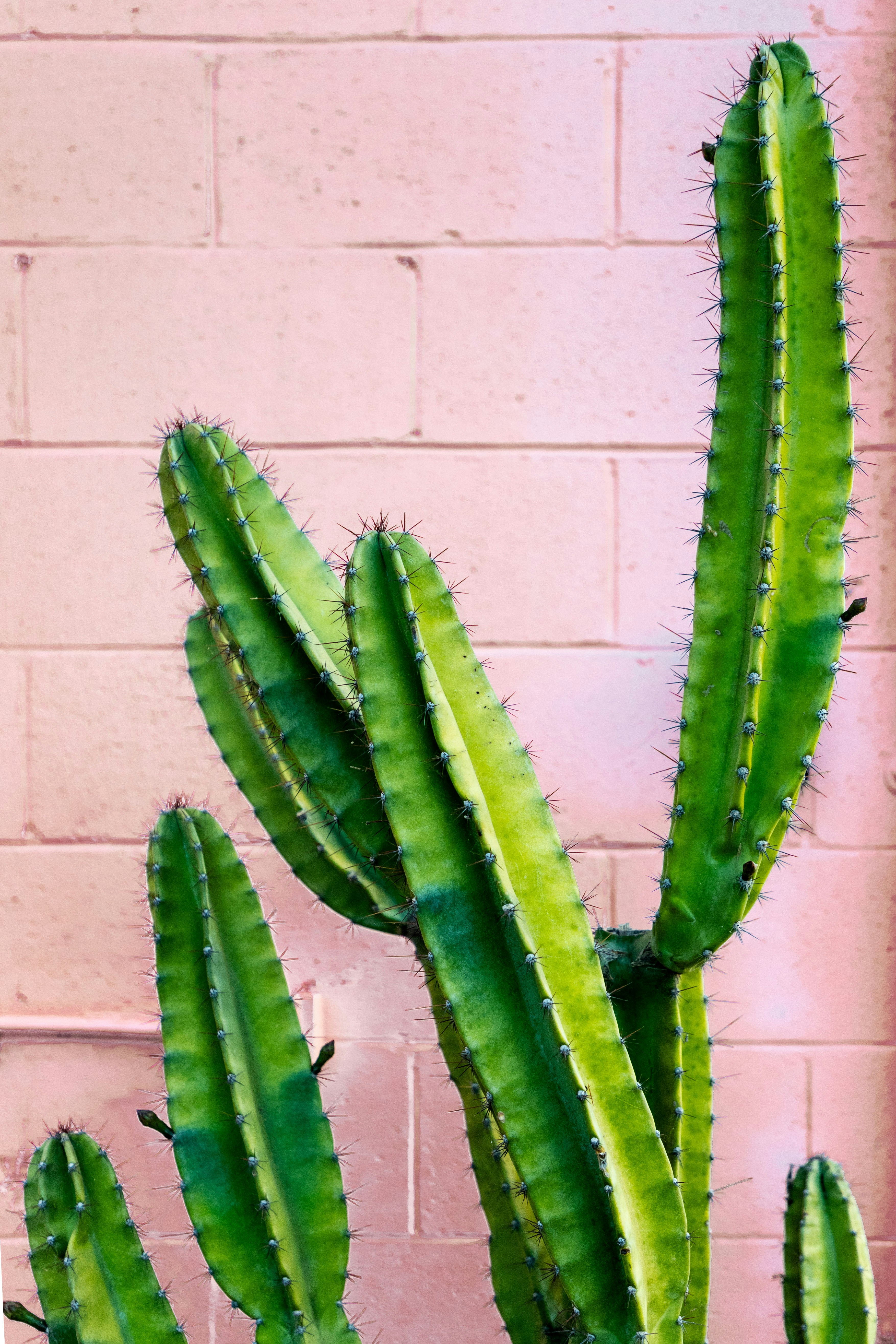Cacti Against Pink Brick Wall