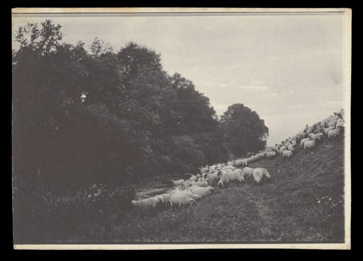 Flock of Sheep on Grassy Slope