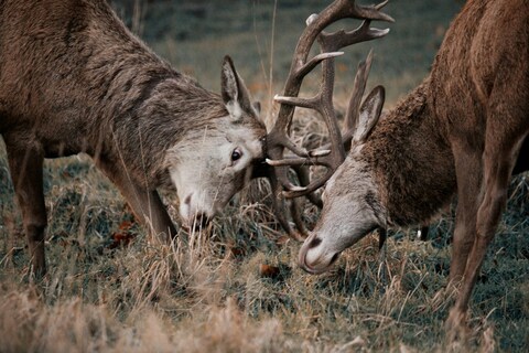 Two Stags Clashing Antlers