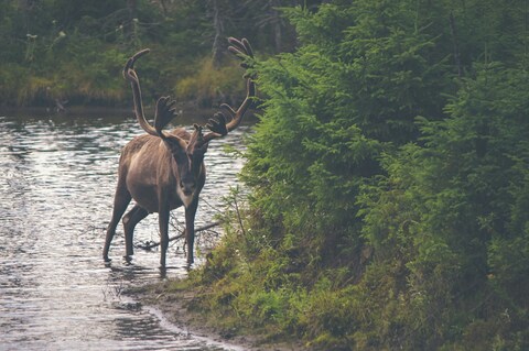 Reindeer Standing in River by Forest