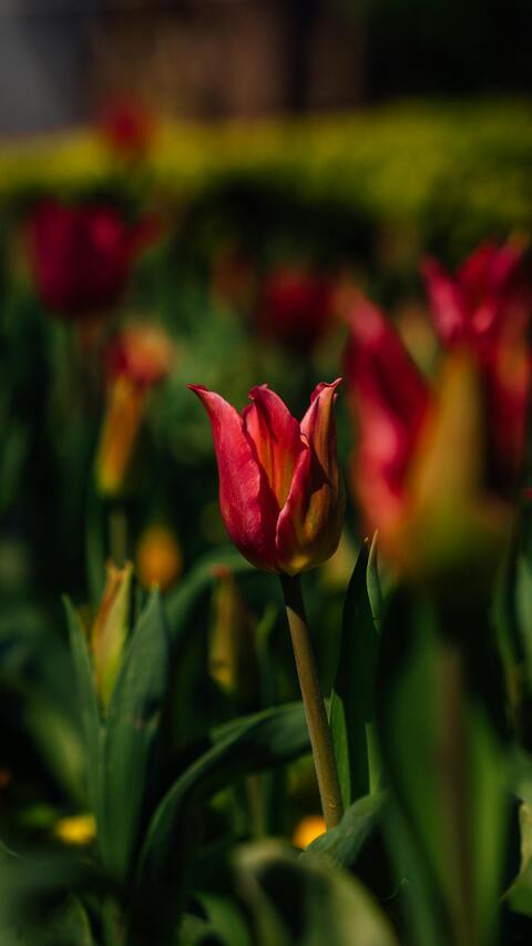 Close-up of Red Tulip