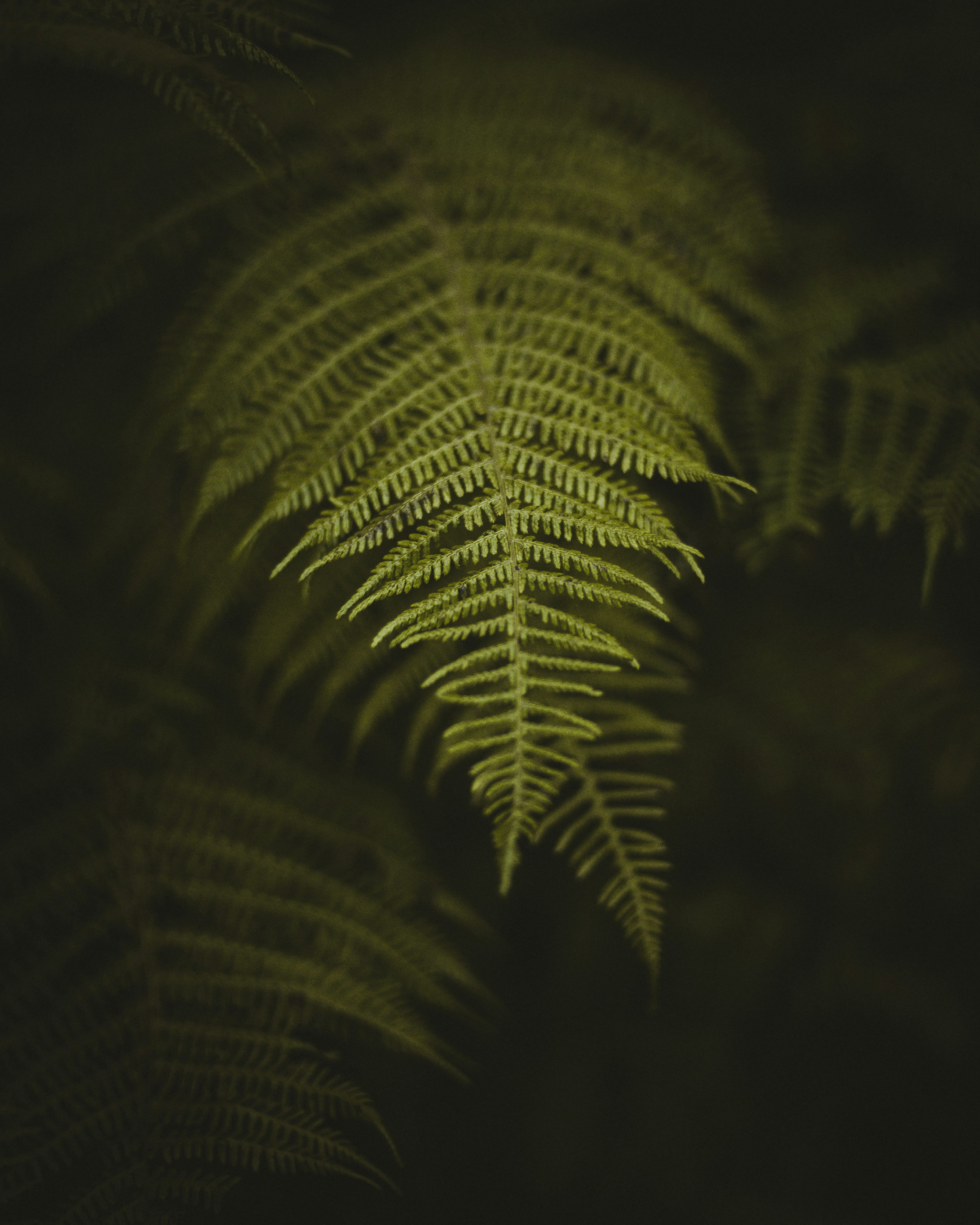 Close Up of Green Fern Frond