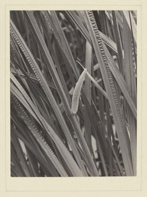 Black and White Cattail Close-up