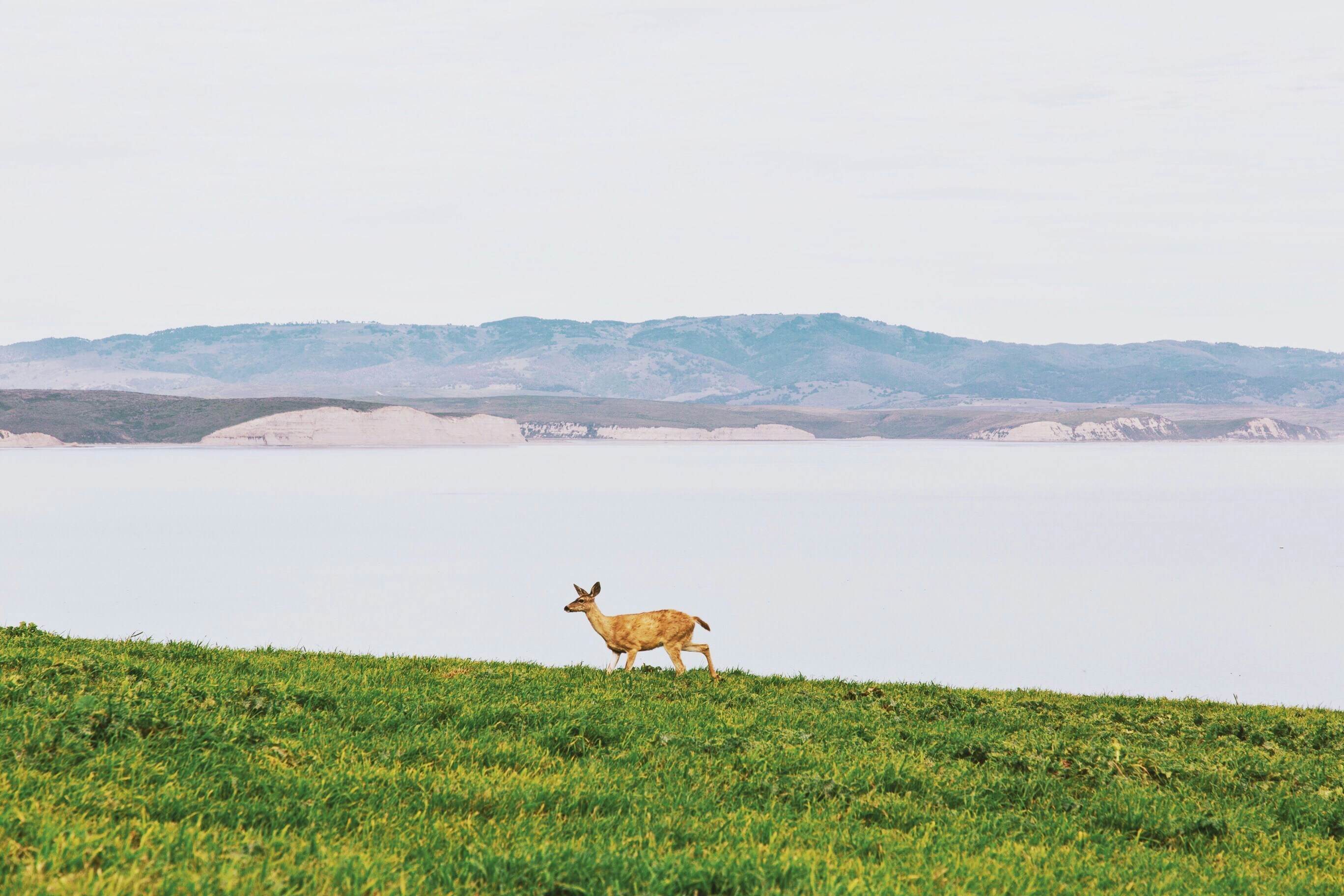 Deer on Grassy Hillside by Water