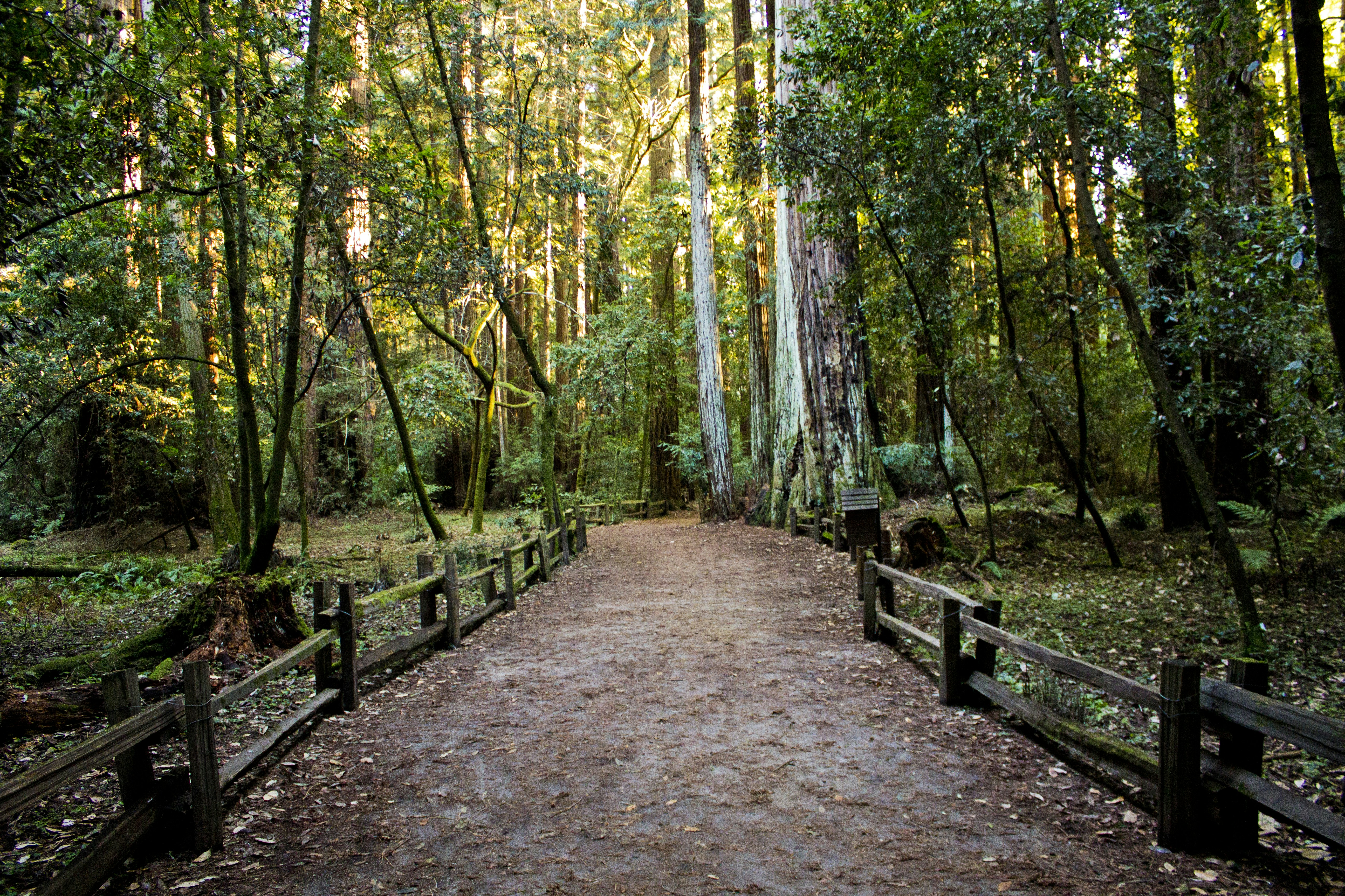 Redwood Forest Hiking Path