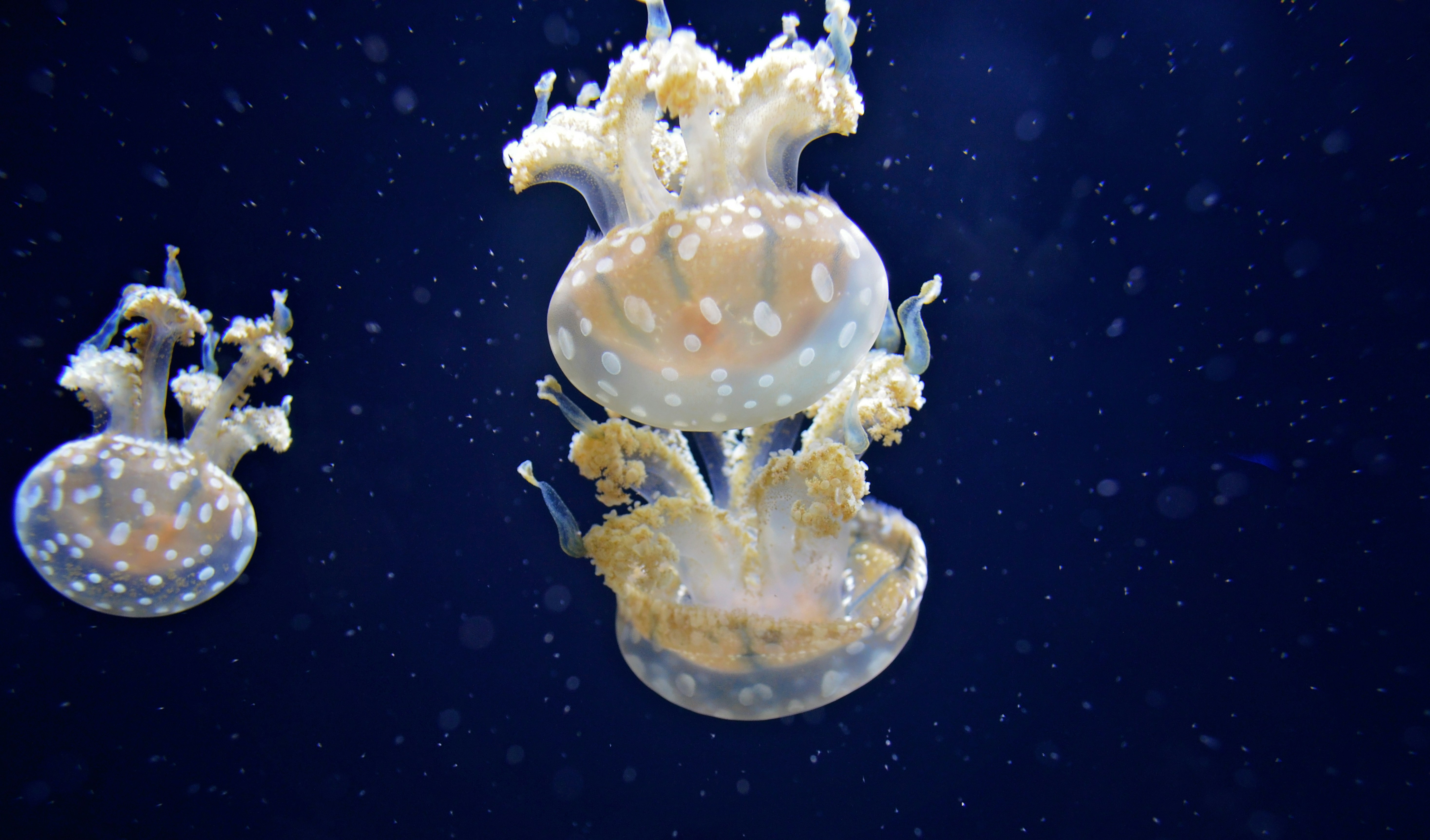 Spotted Jellyfish in Deep Blue Water