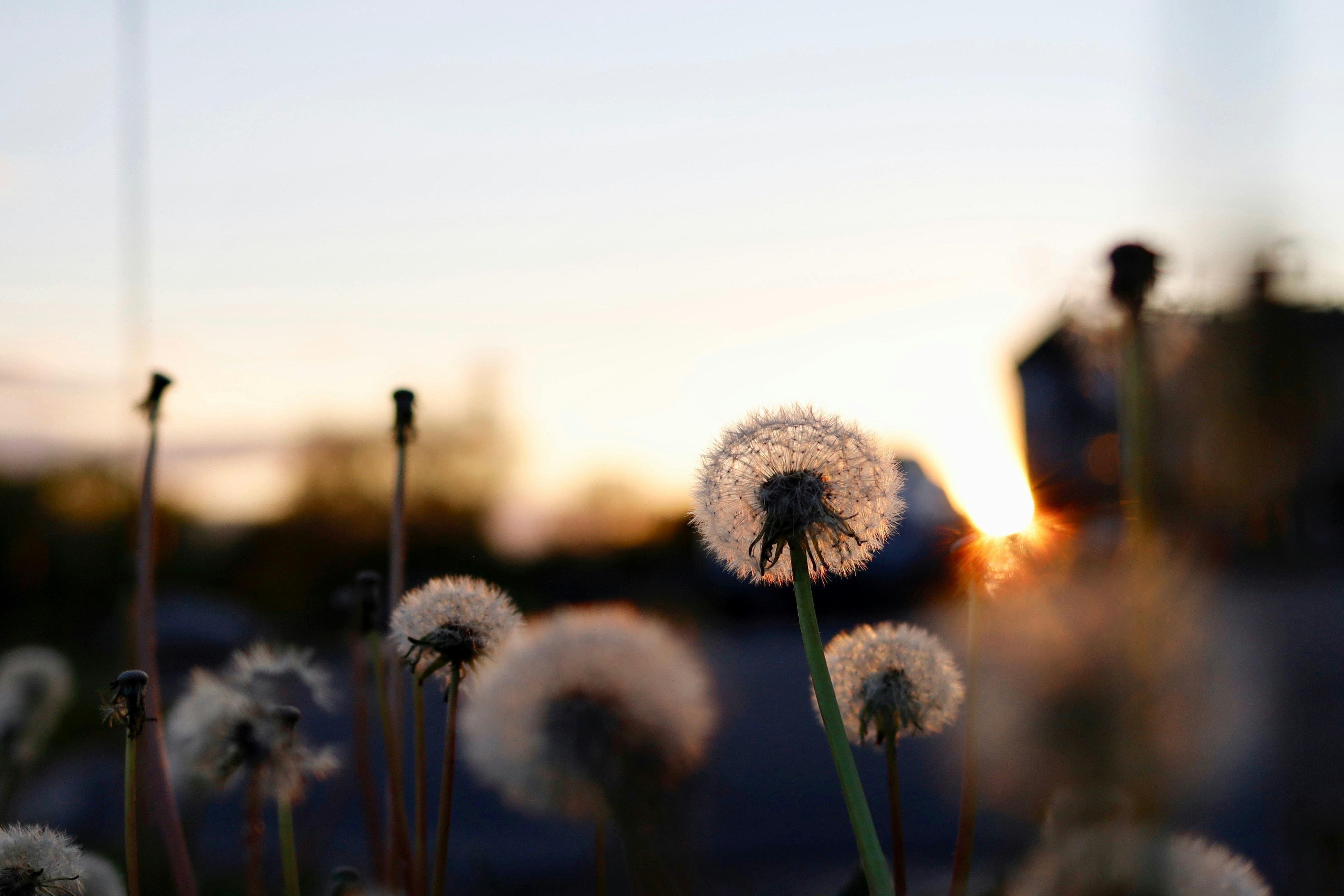 Dandelions at Sunset