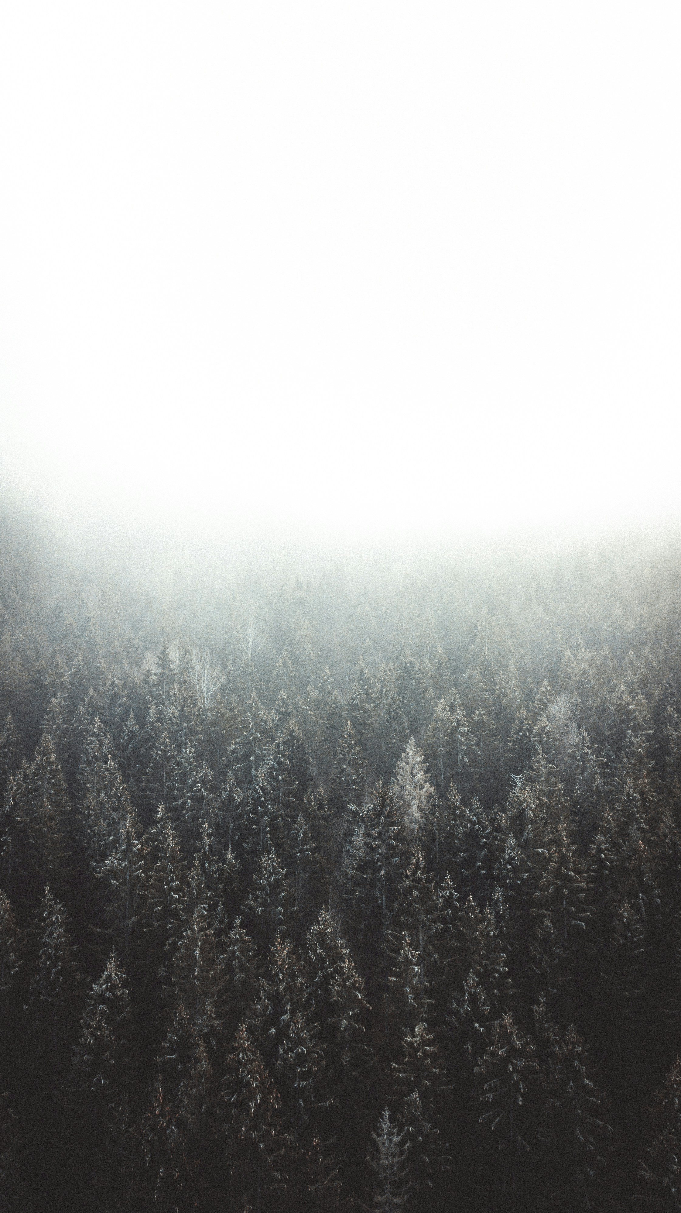 Foggy Mountain Coniferous Forest