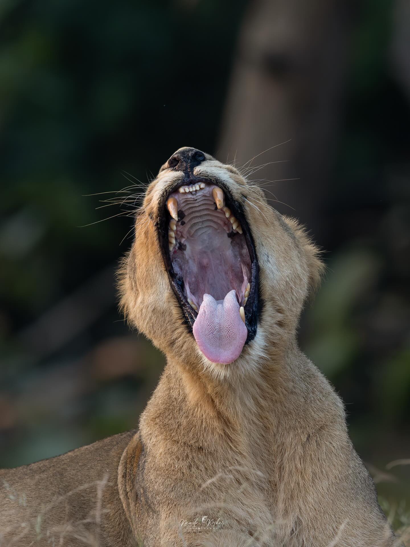 Lioness Yawning with Mouth Wide Open
