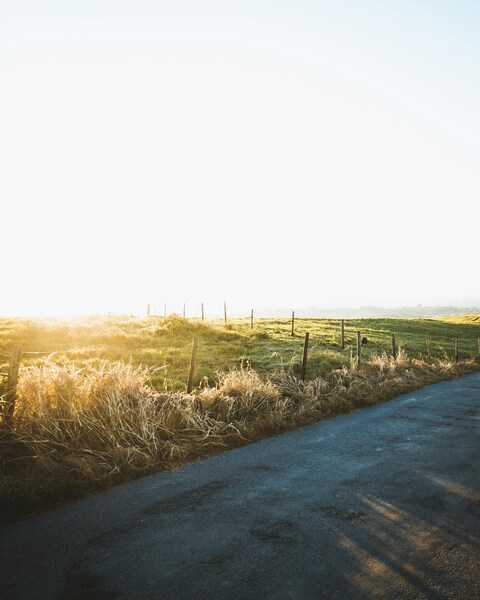Sunlit Rural Road and Pasture
