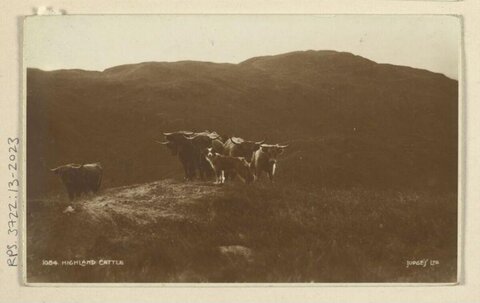Highland Cattle on Hillside