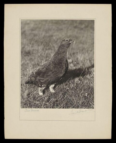 Cock Grouse on Grass