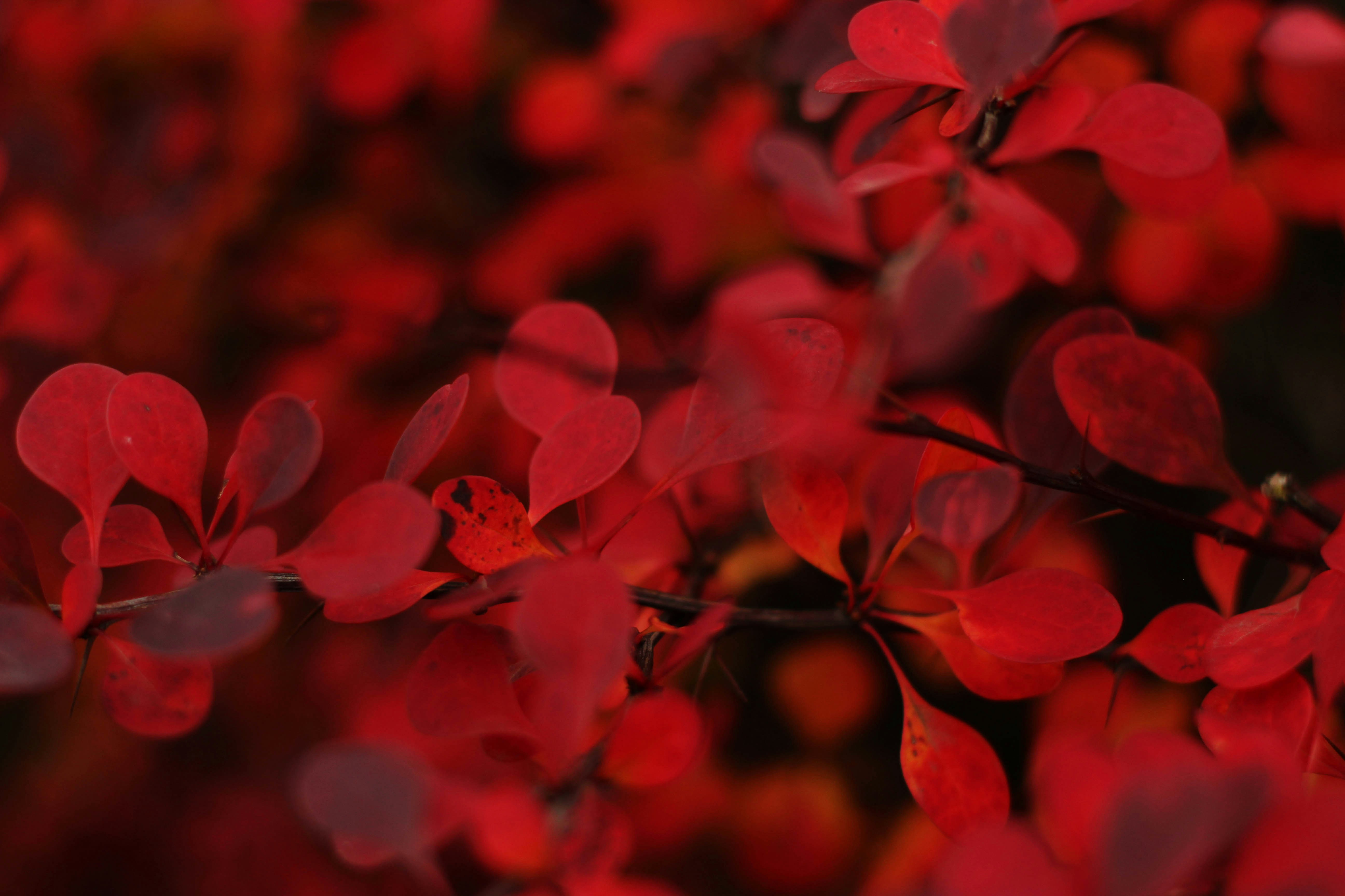 Red Autumn Leaves on Branch