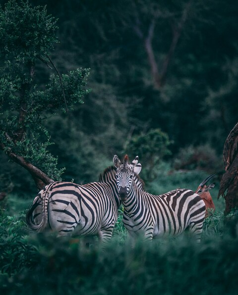 Two Zebras In African Bush